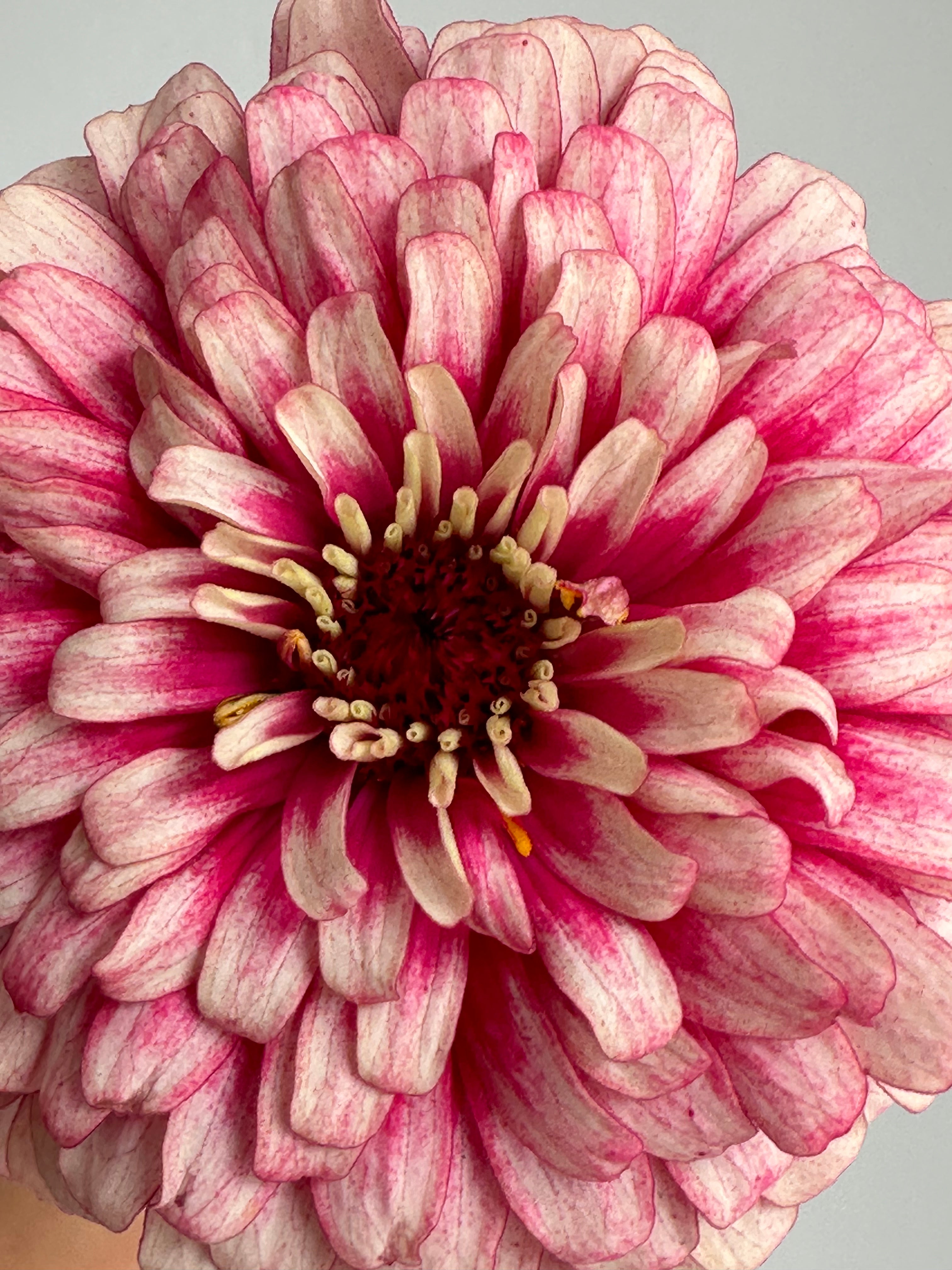 Zinnia Mazurkia