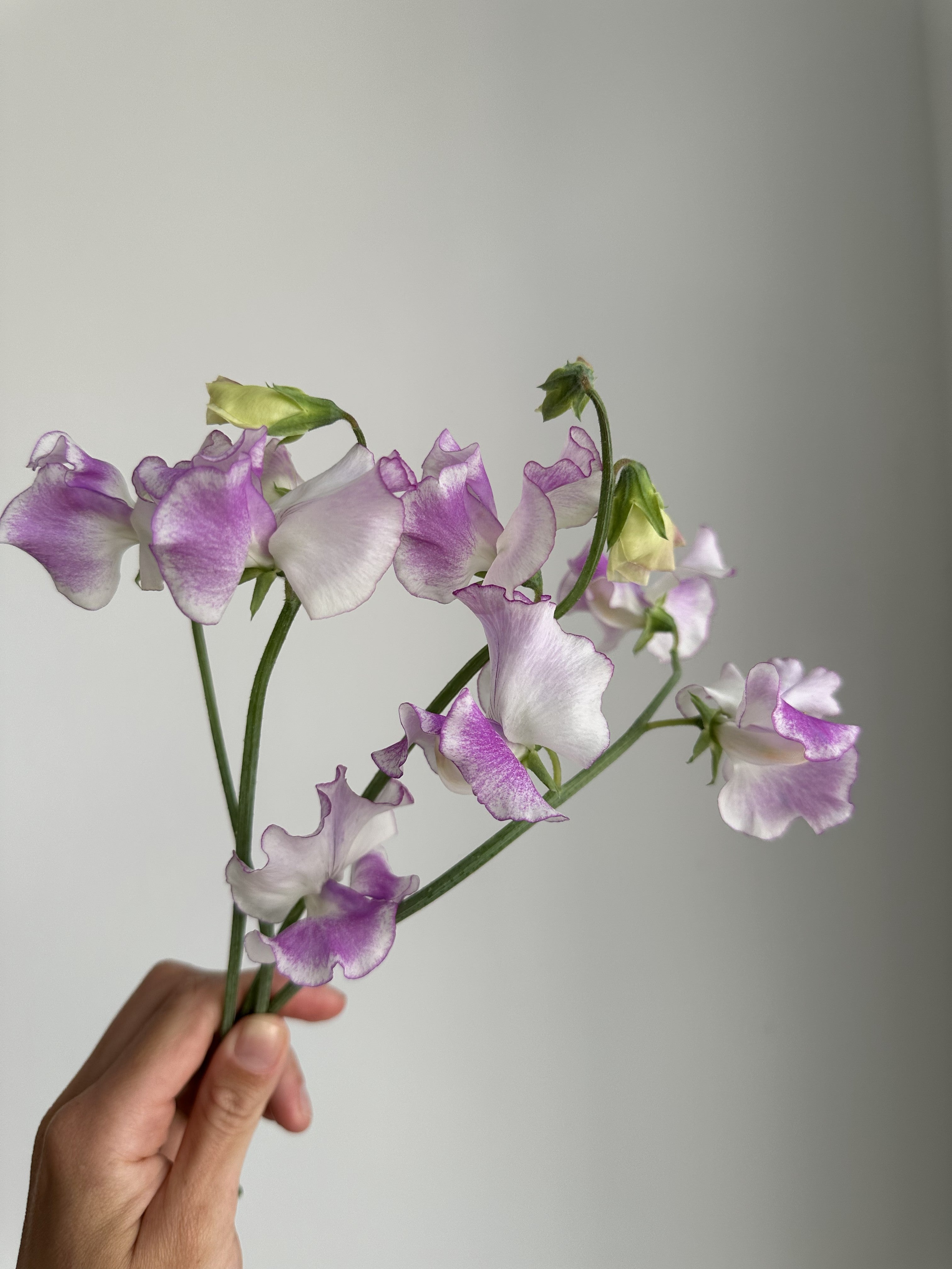 Sweet Pea Sir Jimmy Shand - FluffyFlower