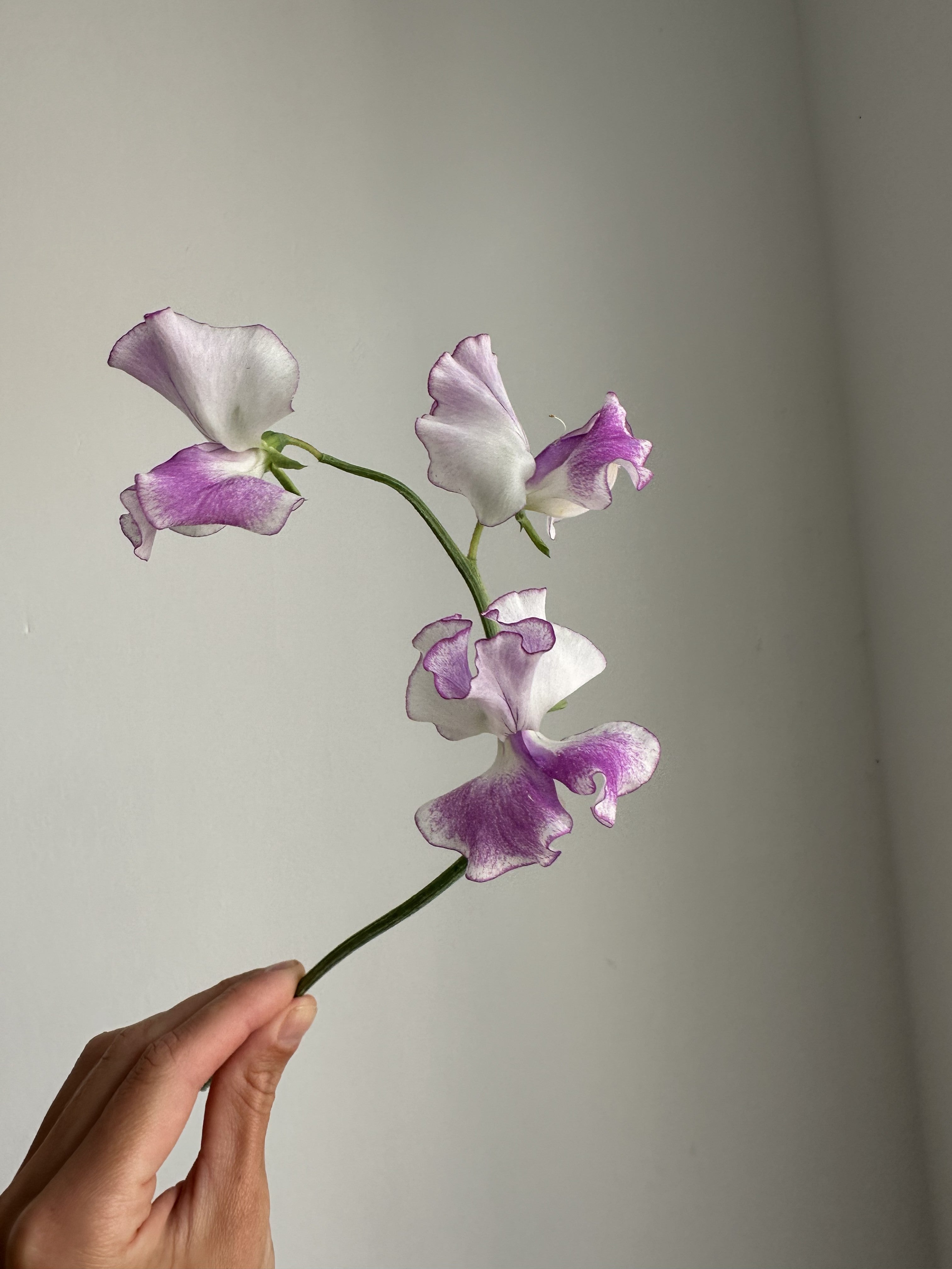 Sweet Pea Sir Jimmy Shand - FluffyFlower