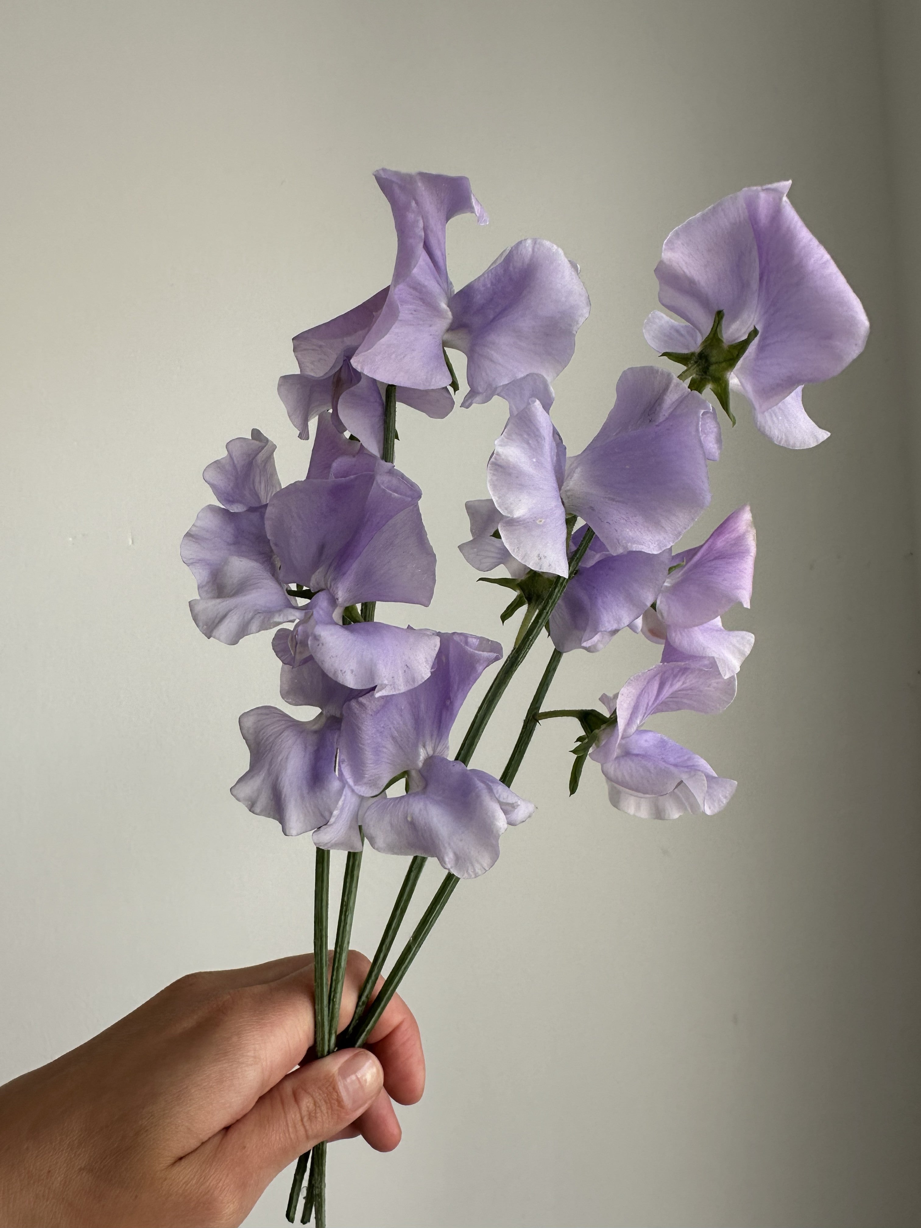 Sweet Pea Bristol - FluffyFlower