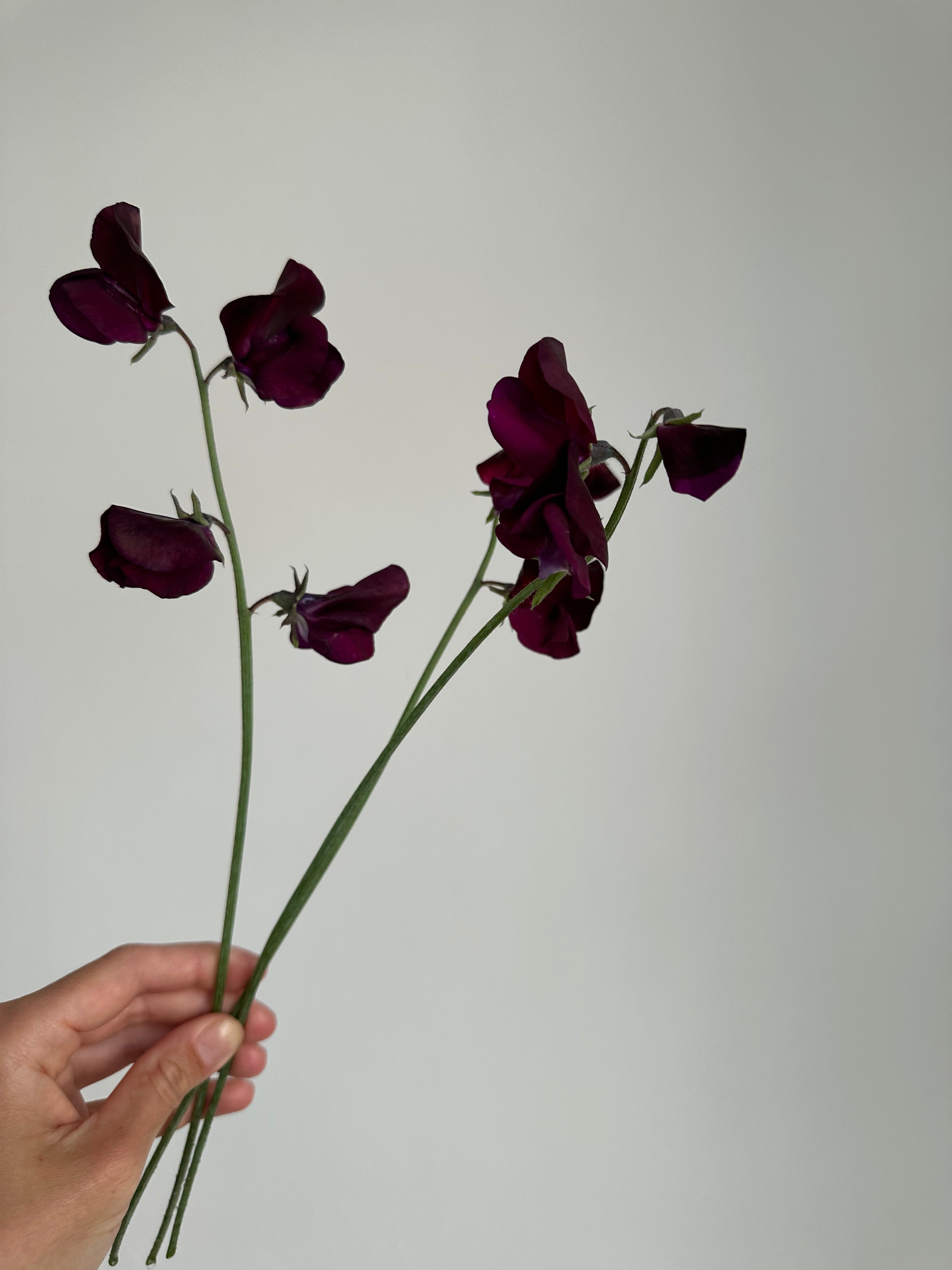 Sweet Pea Beaujolais