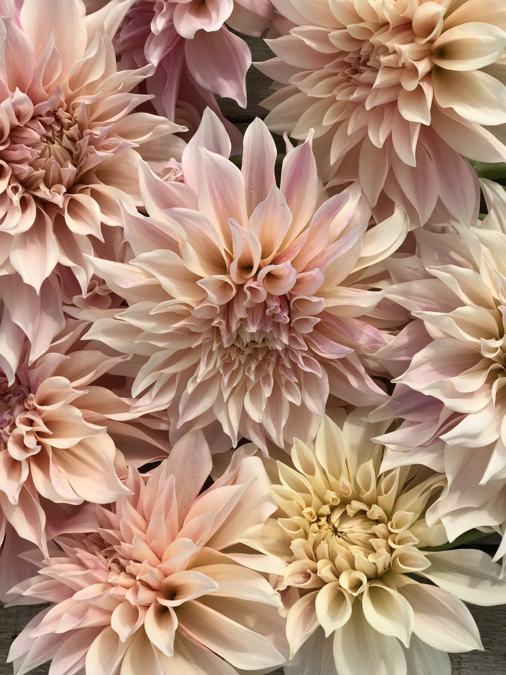 Dahlia Cafe au Lait