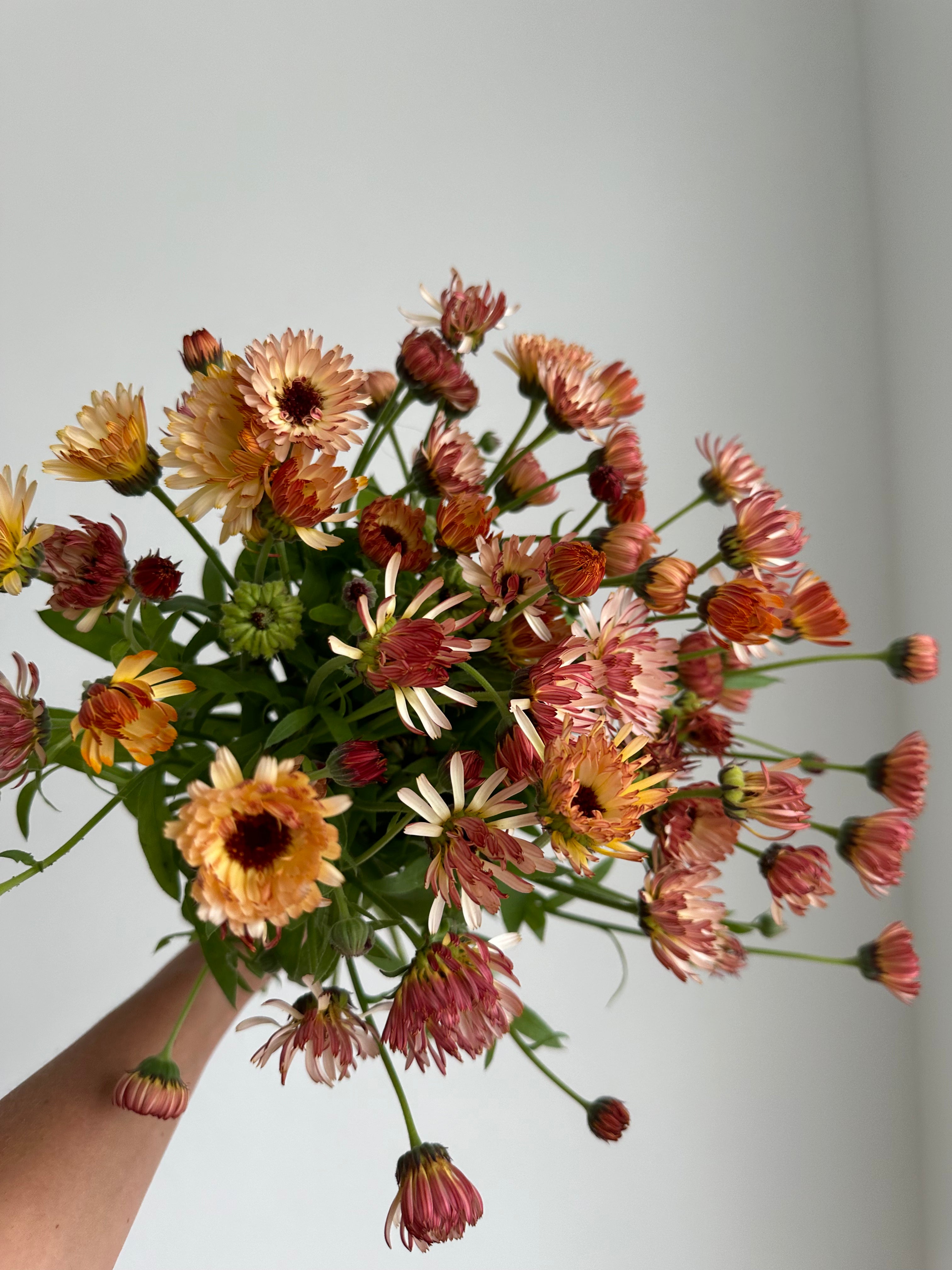 Calendula Touch of Red Buff