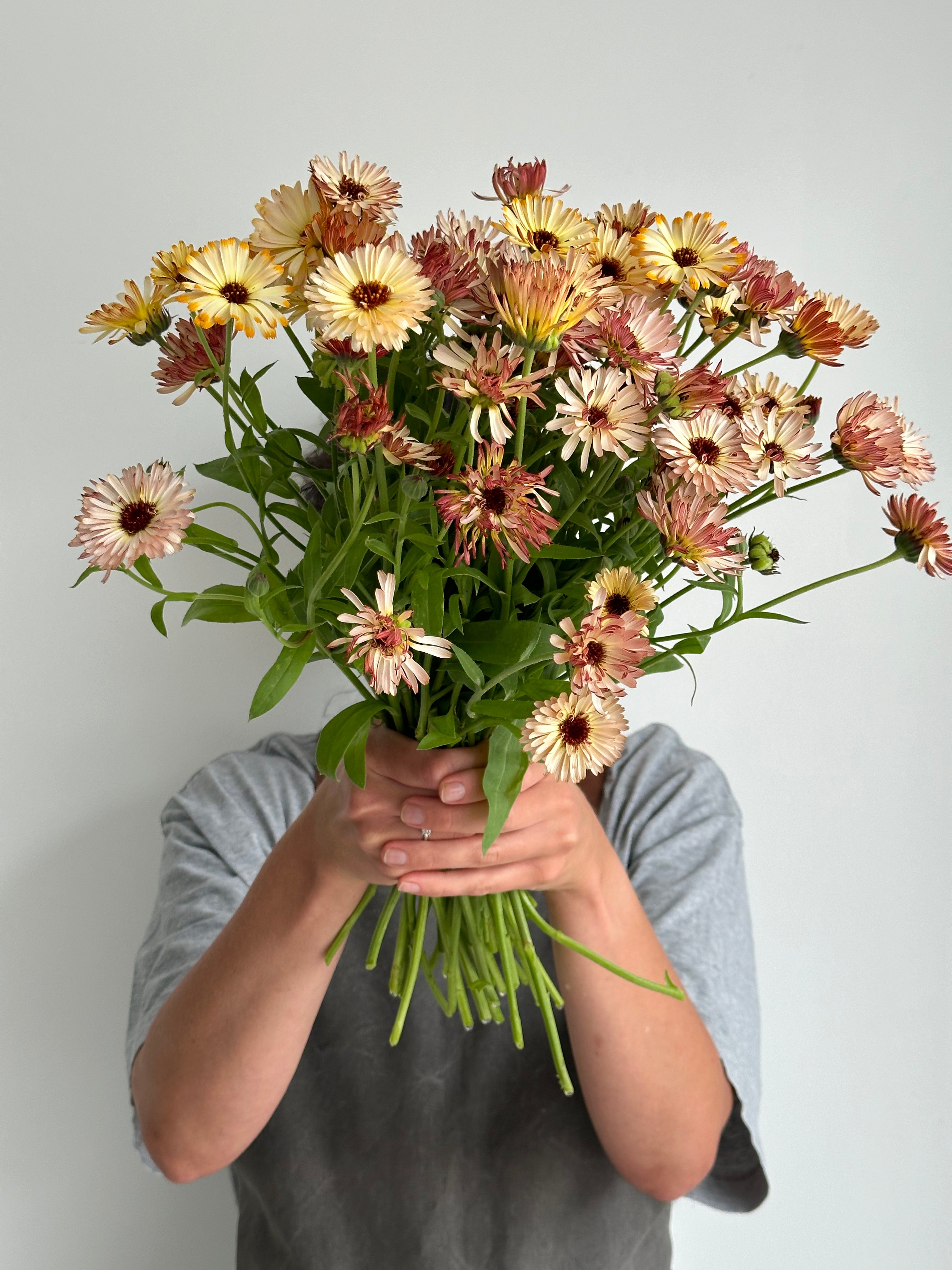 Calendula Touch of Red Buff