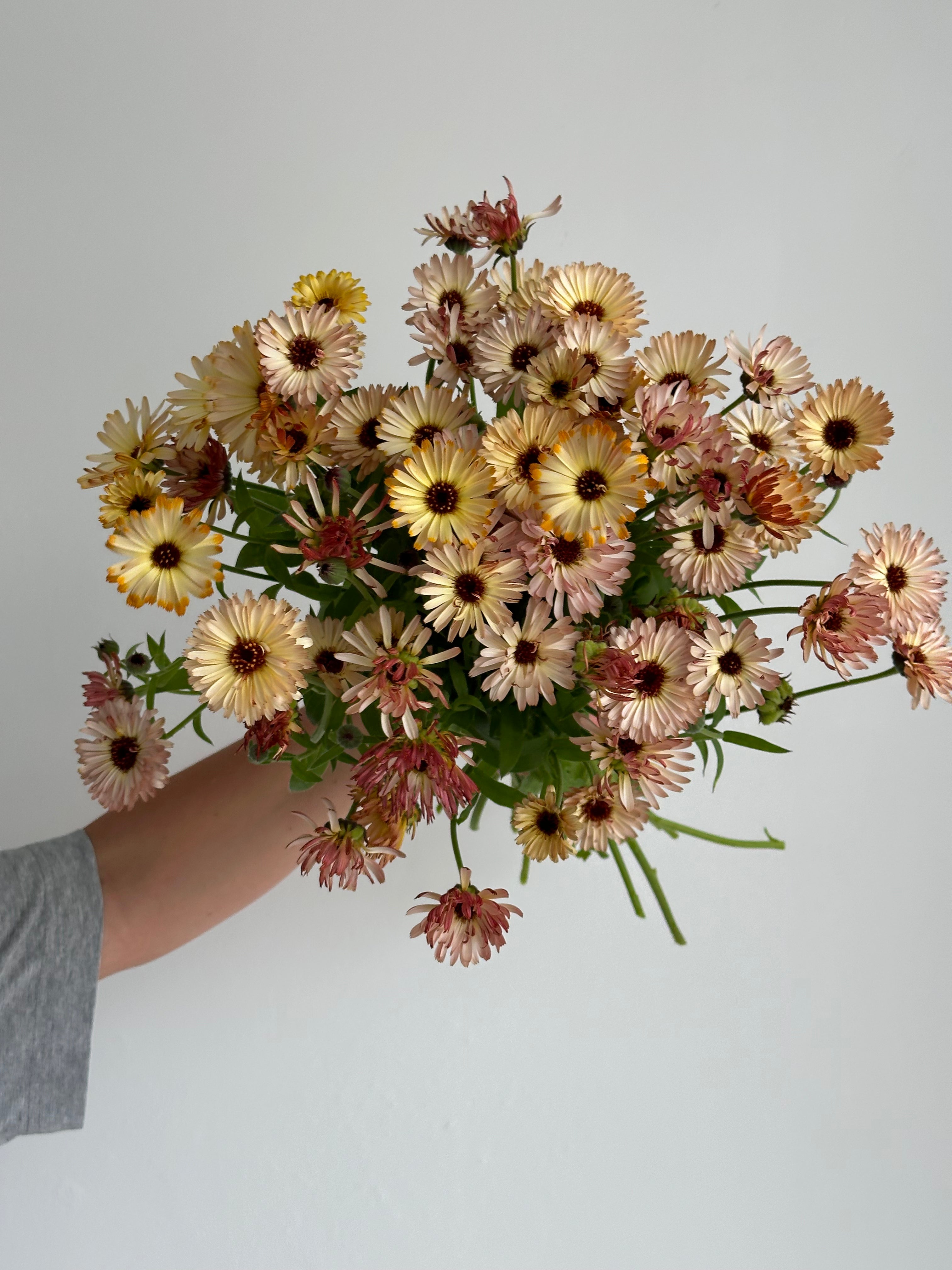 Calendula Touch of Red Buff