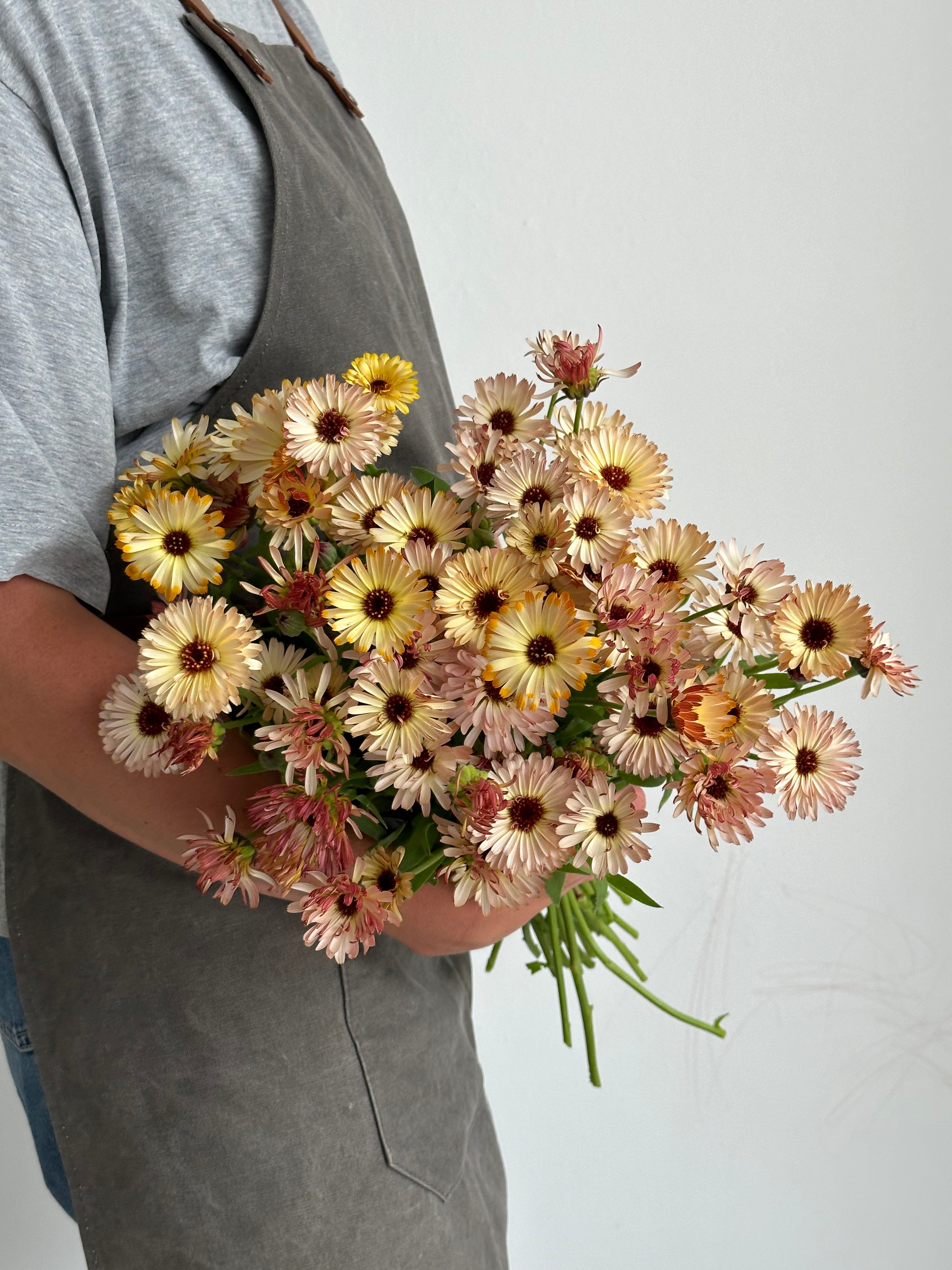 Calendula Touch of Red Buff