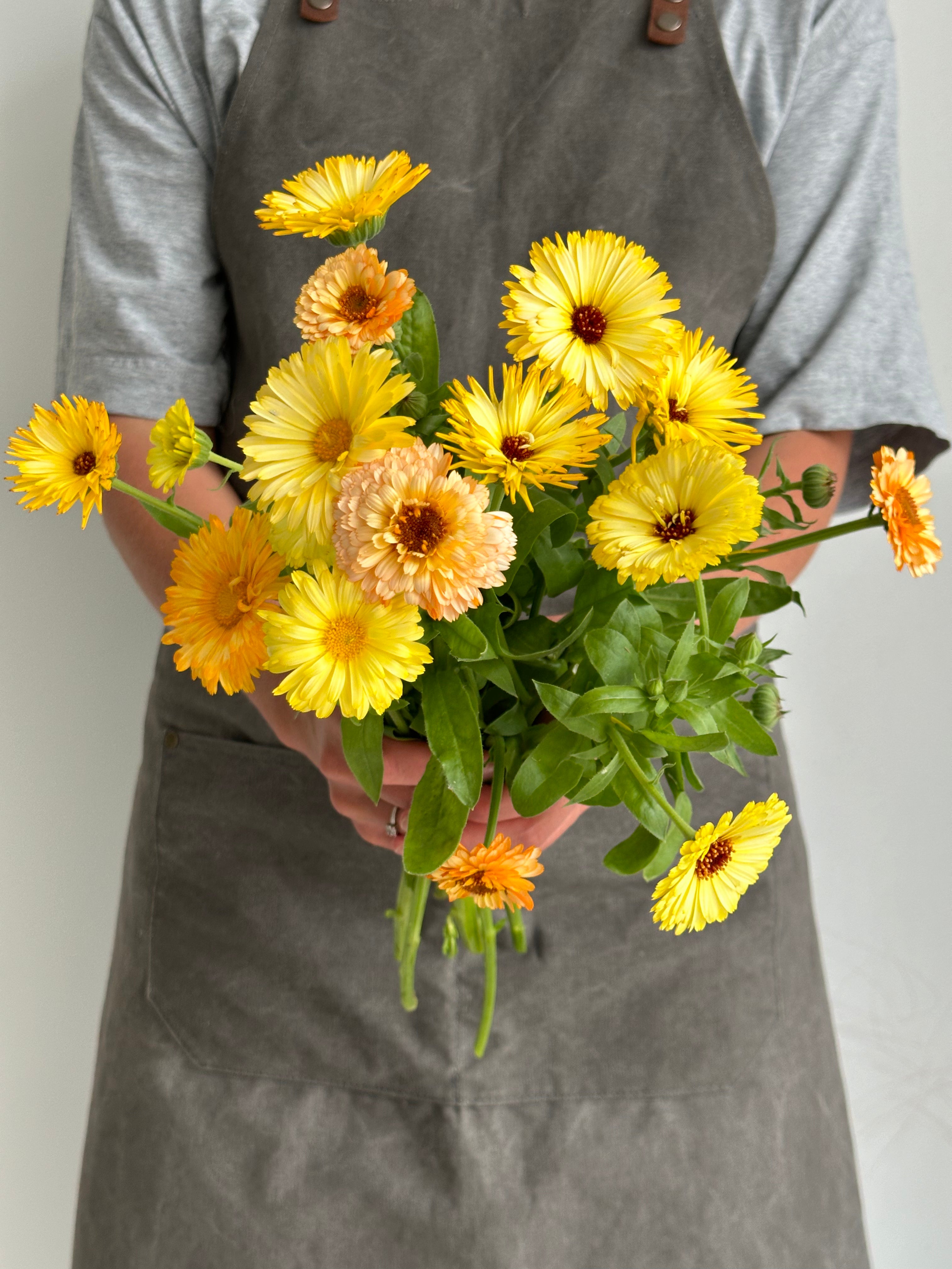 Calendula Apricot Delight