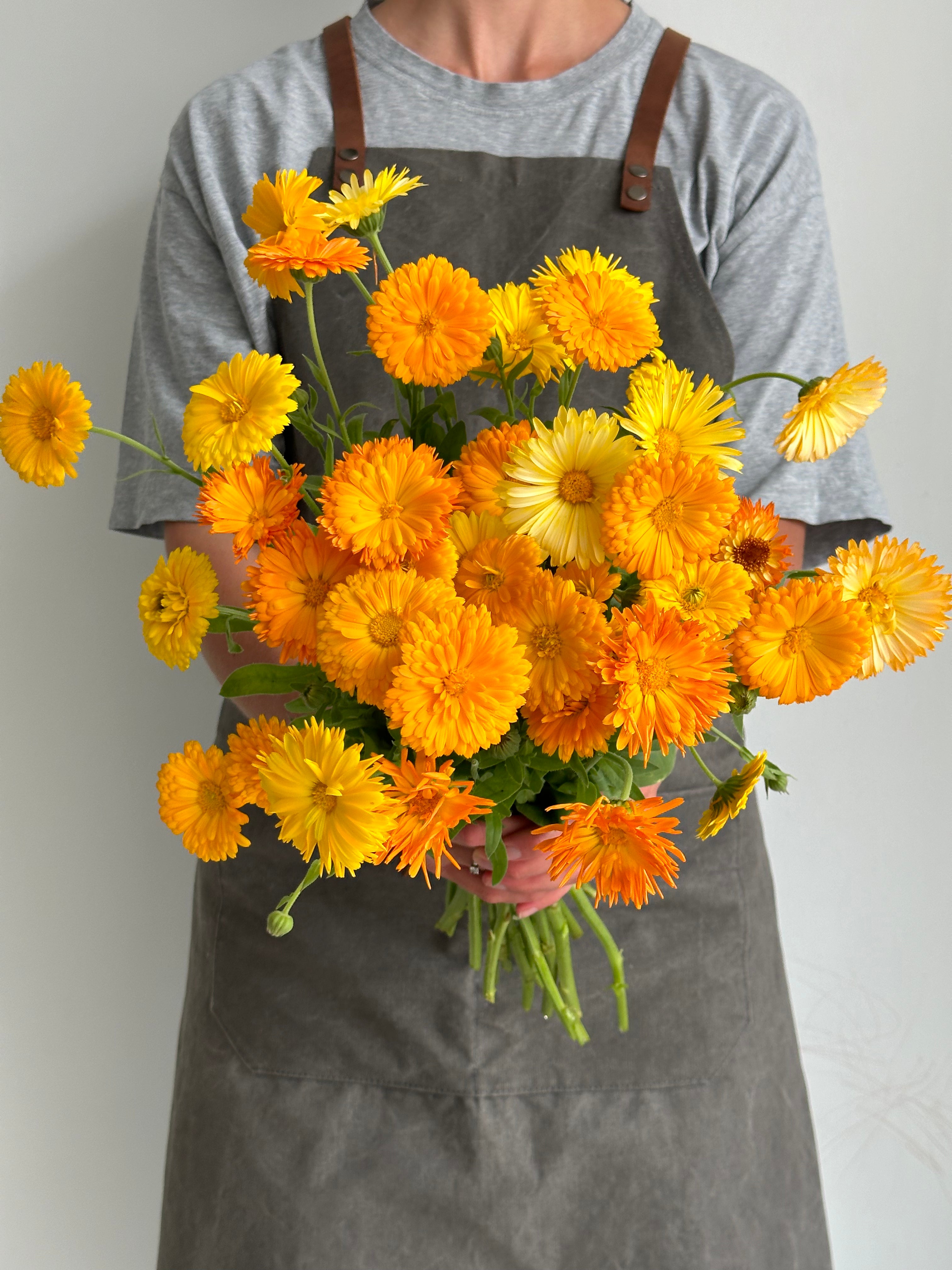 Calendula Fiesta Gitana