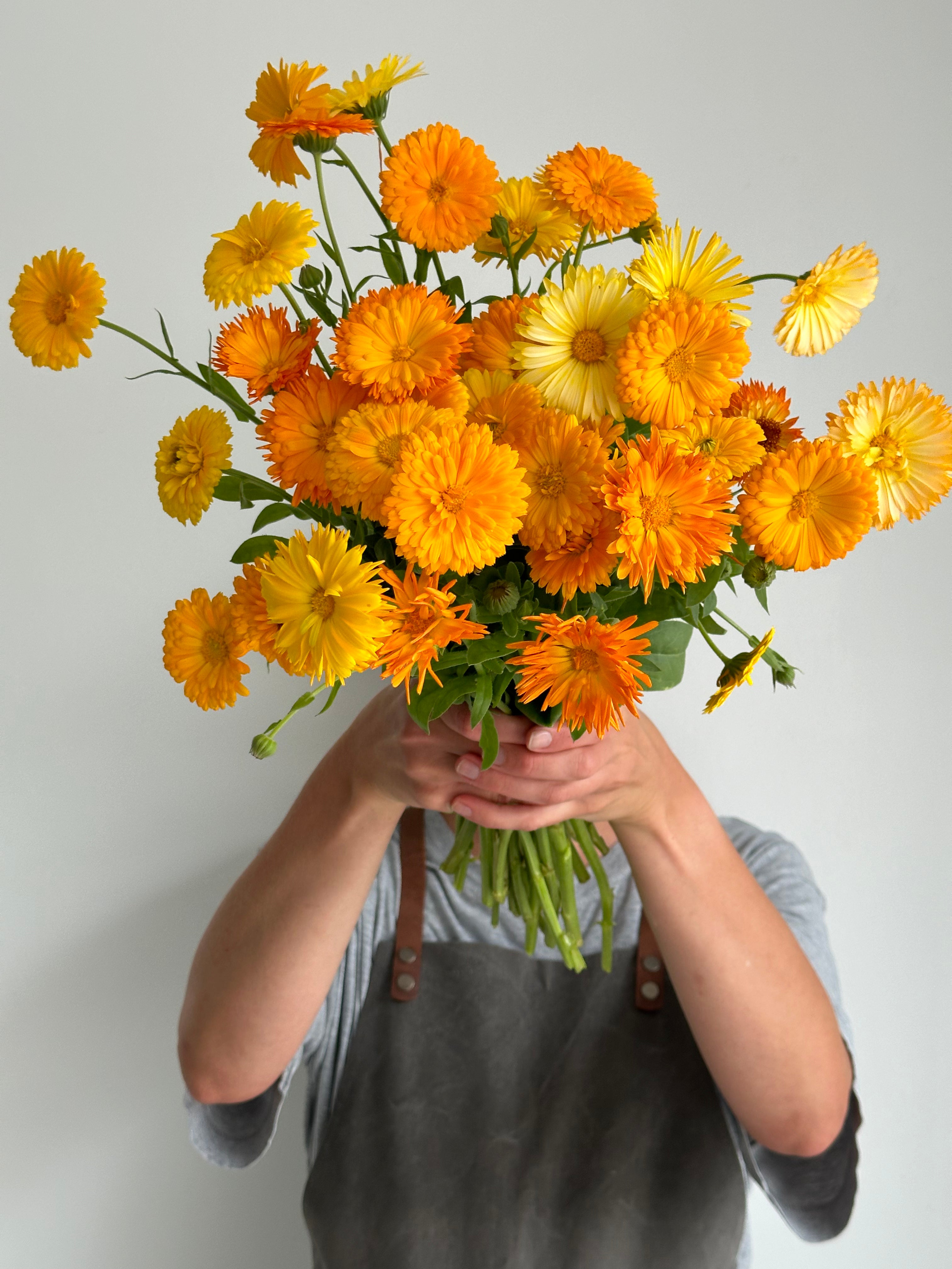 Calendula Fiesta Gitana