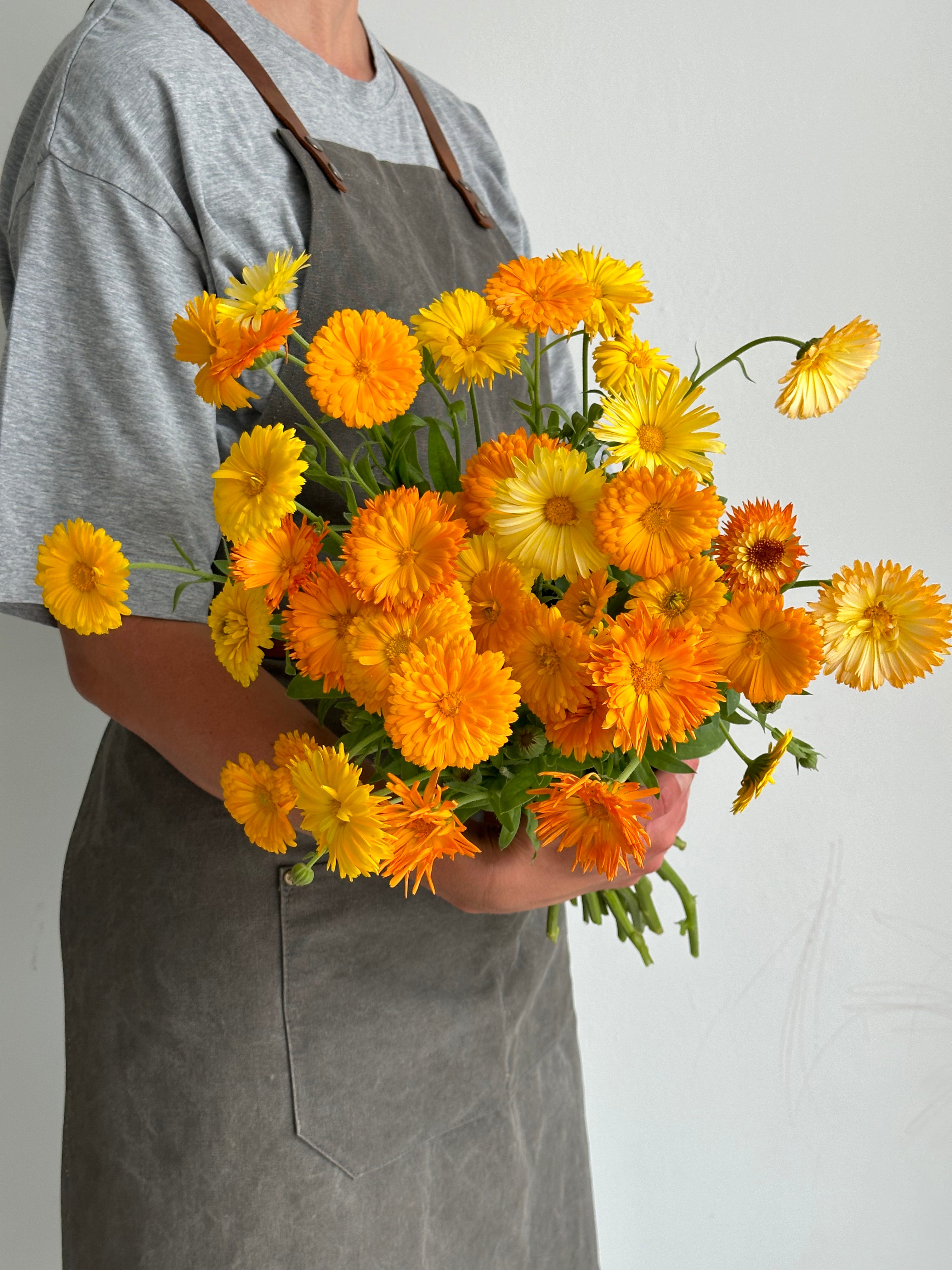 Calendula Fiesta Gitana