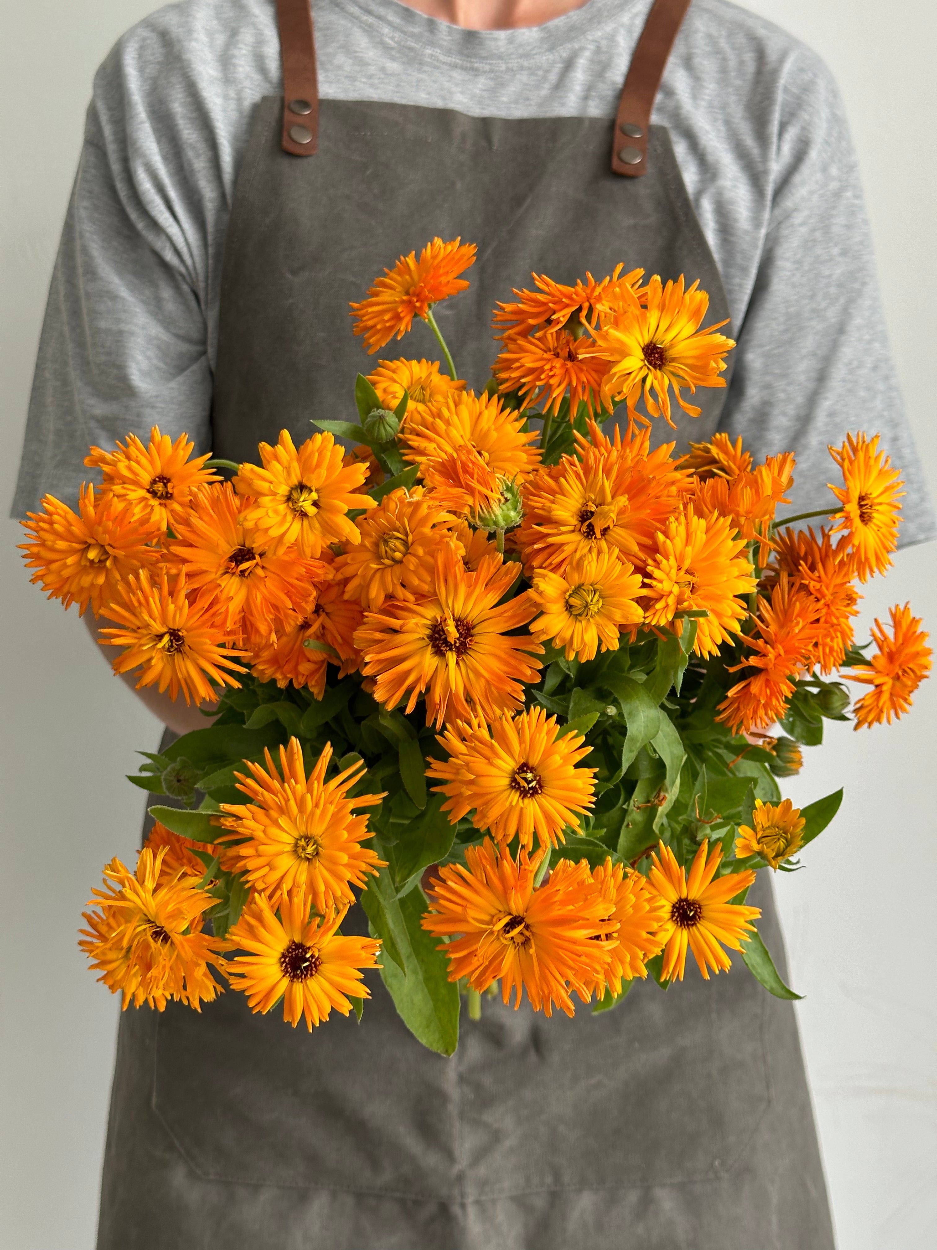 Calendula Calexis Orange