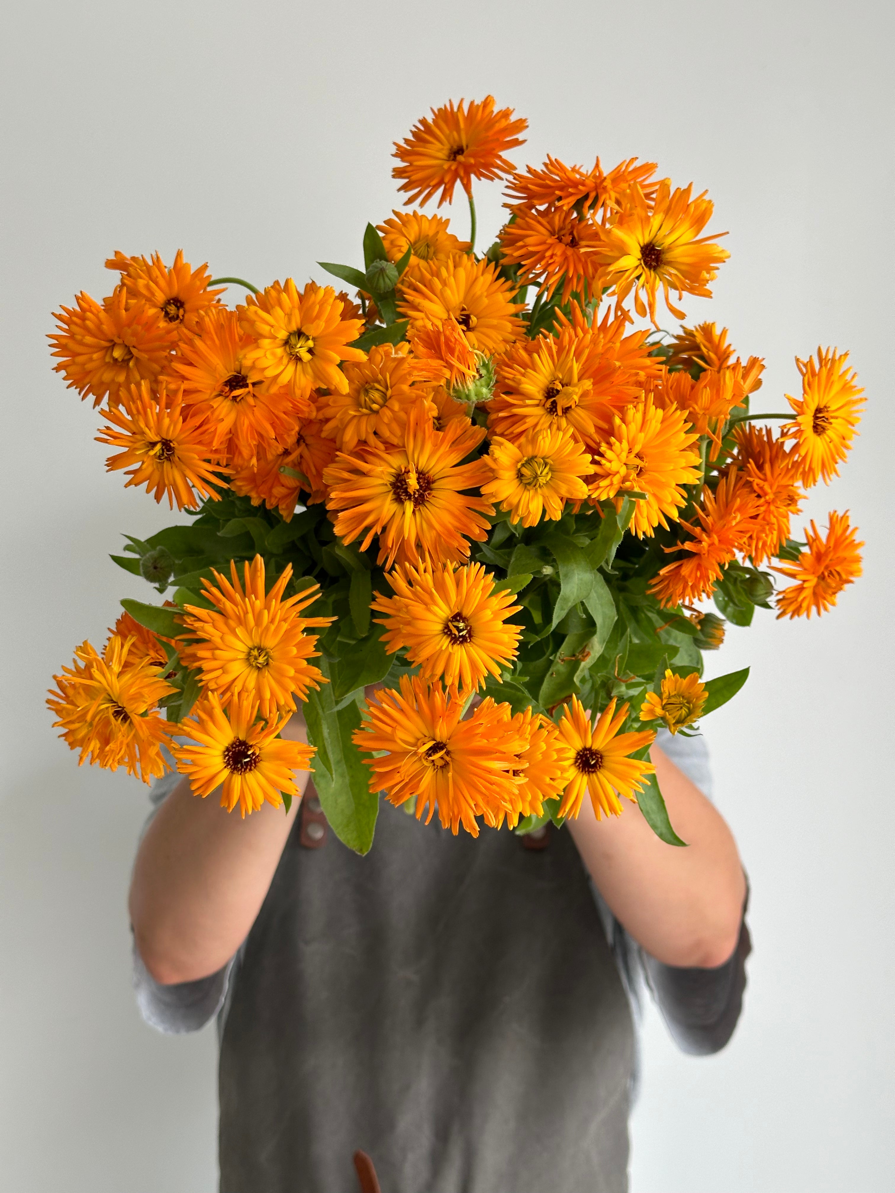 Calendula Calexis Orange