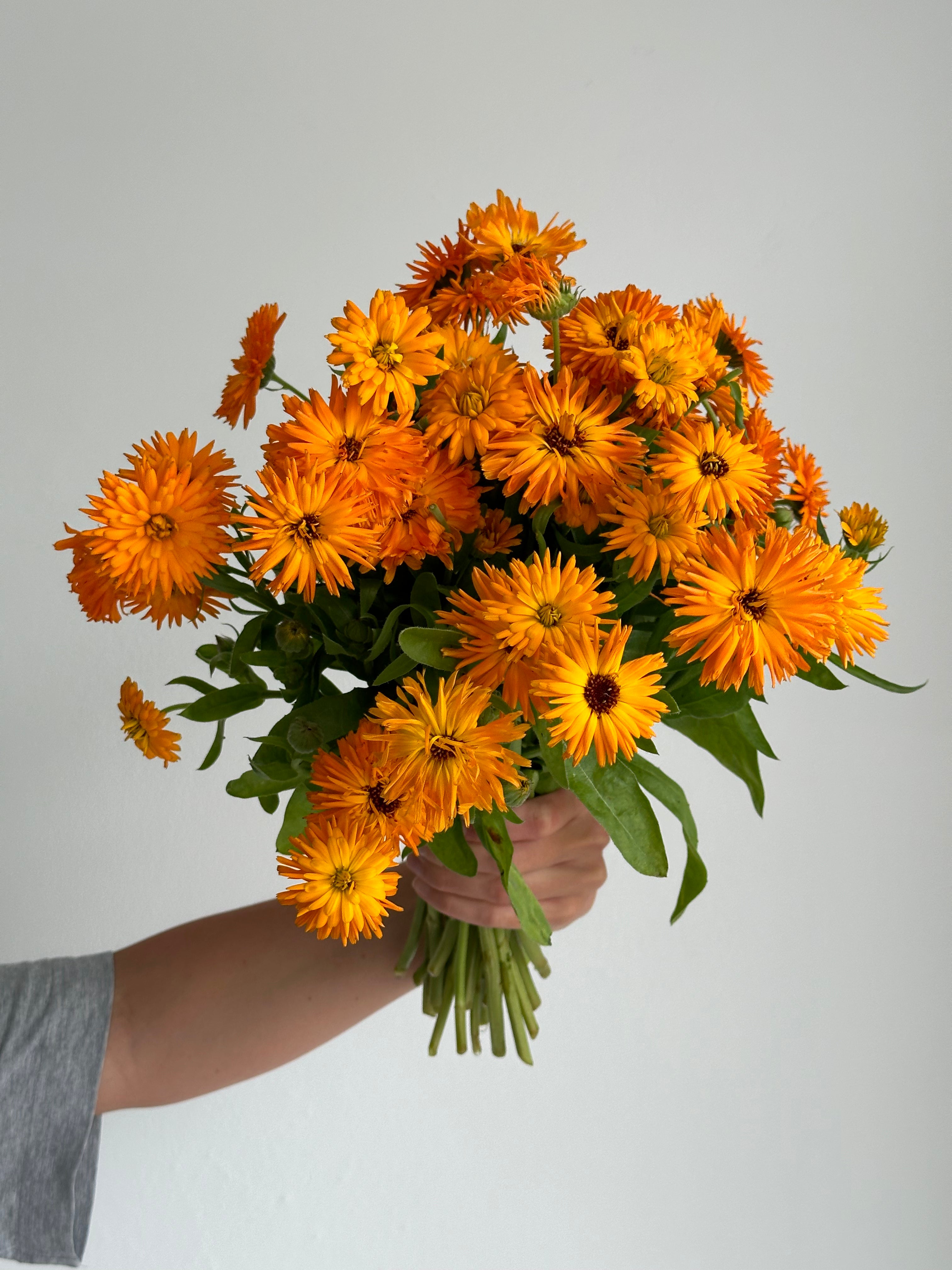 Calendula Calexis Orange