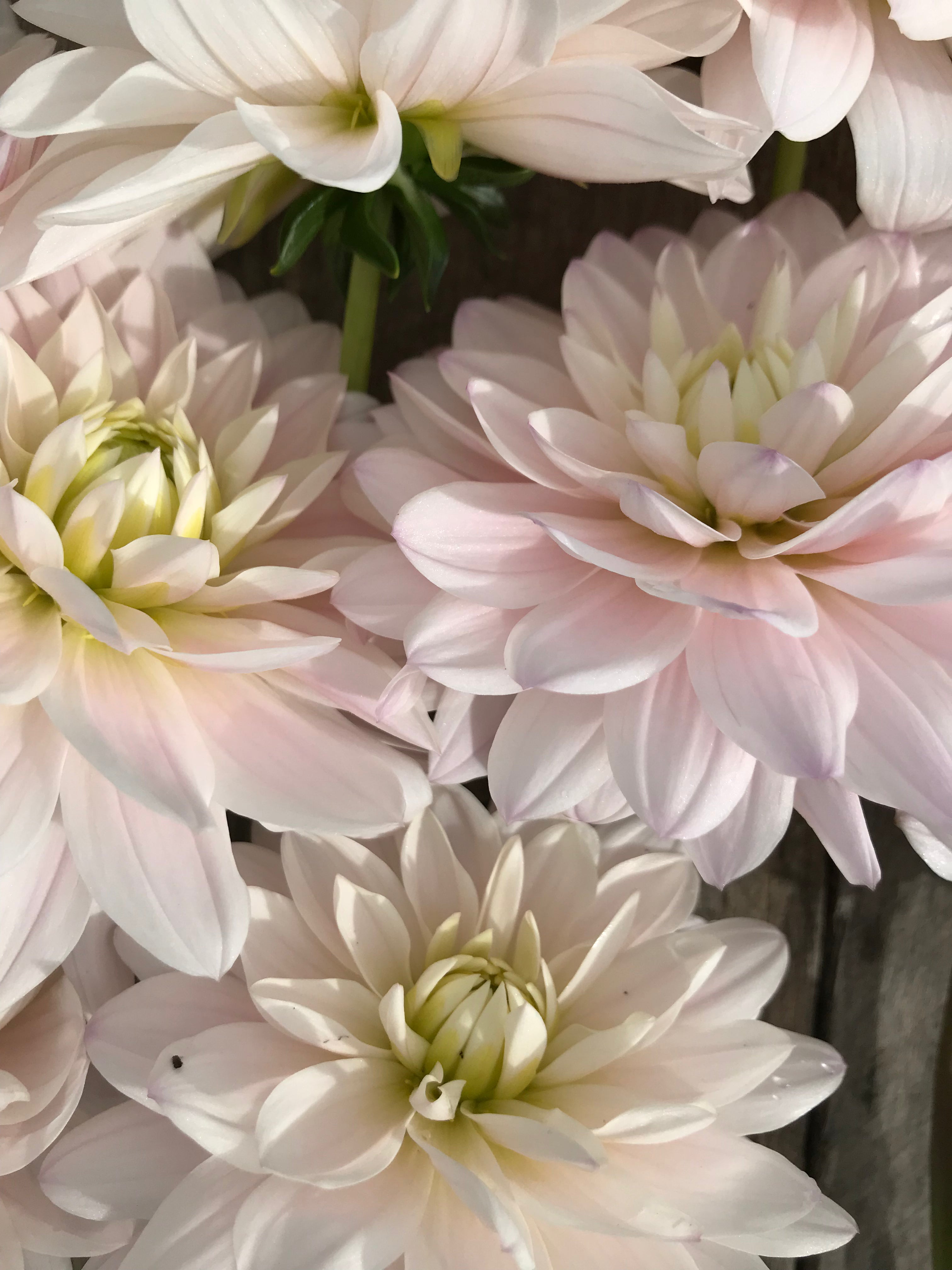 Dahlia Silver Years