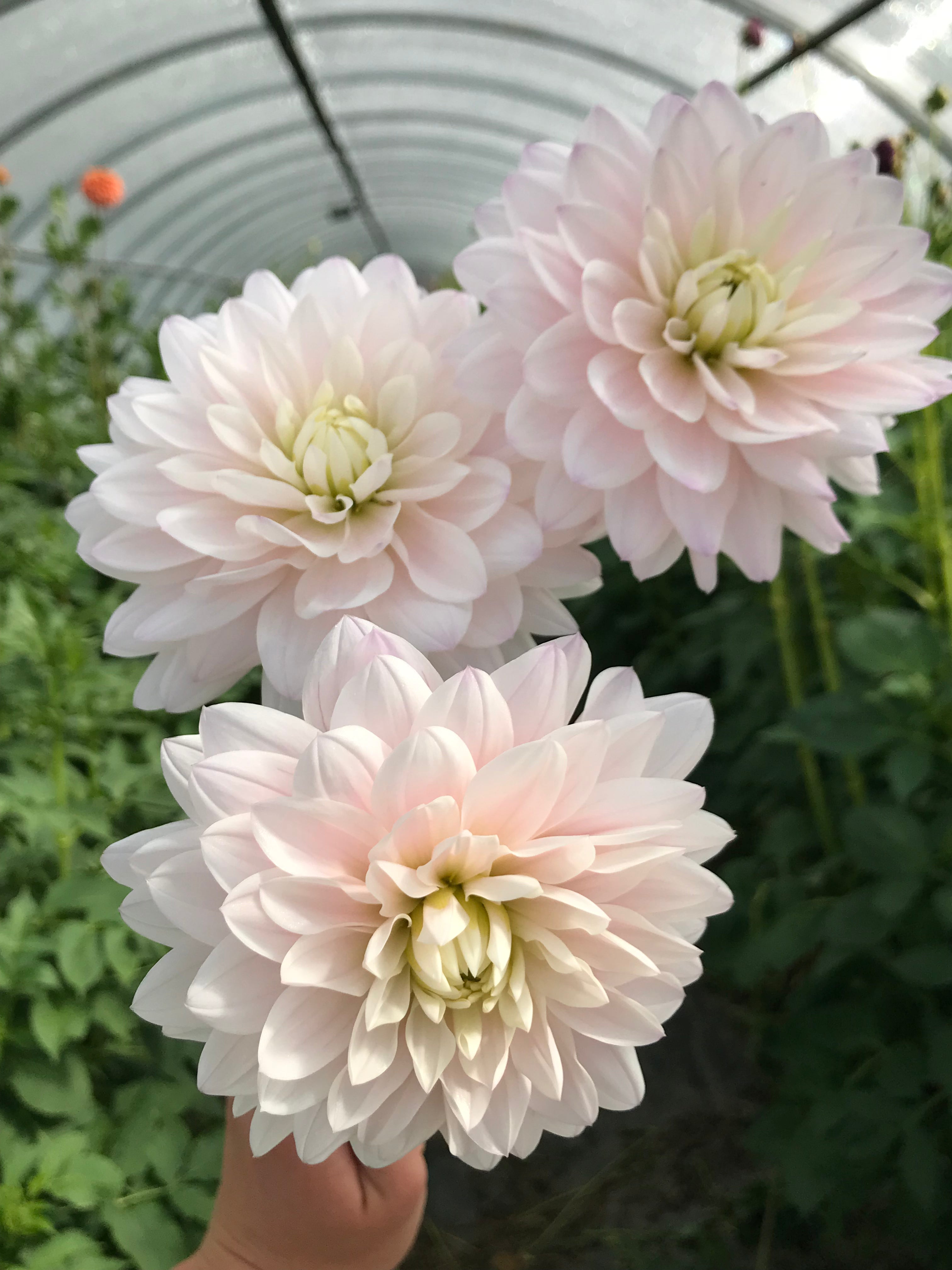 Dahlia Silver Years