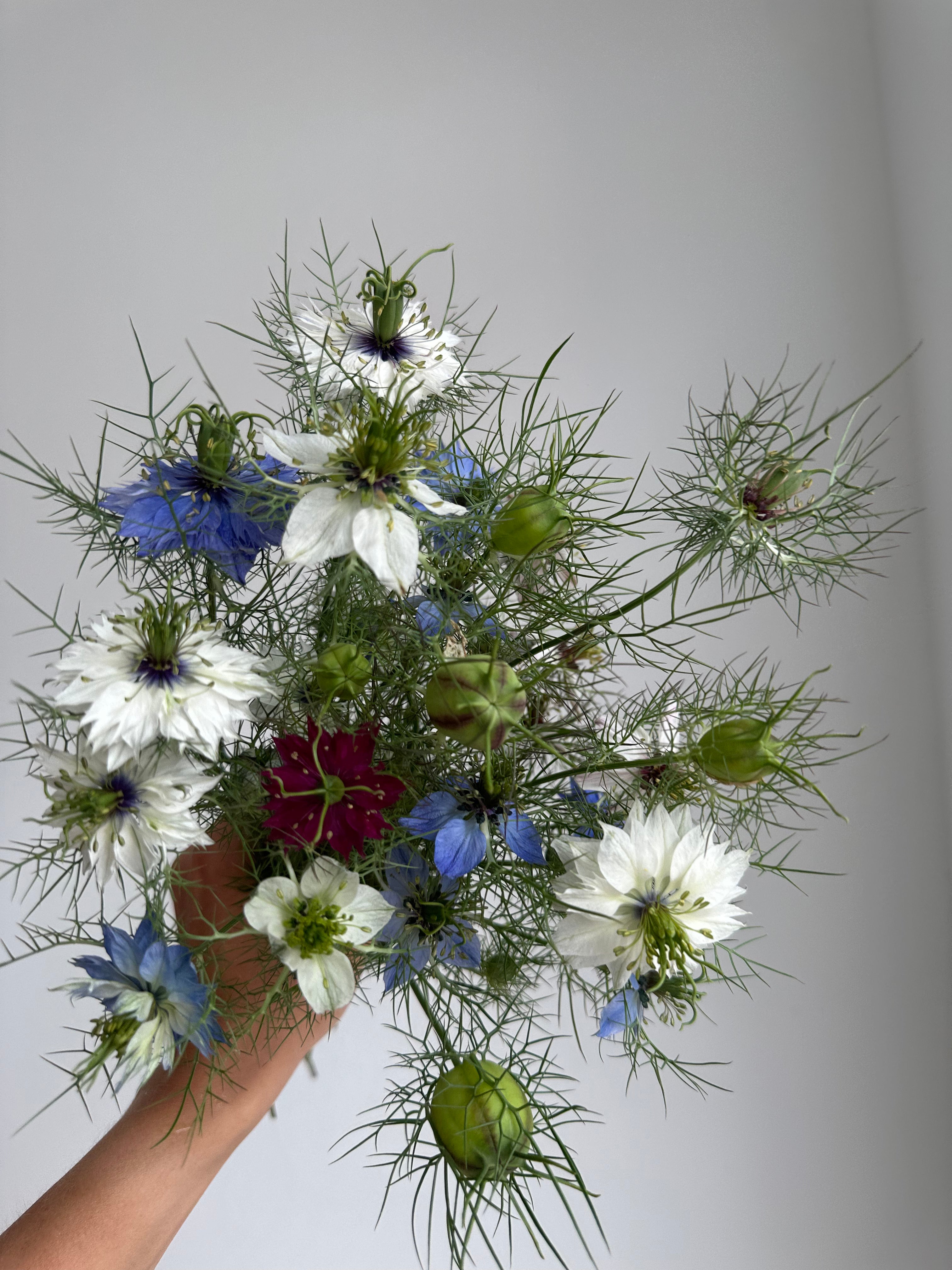 Nigella Persian Jewel Mixed