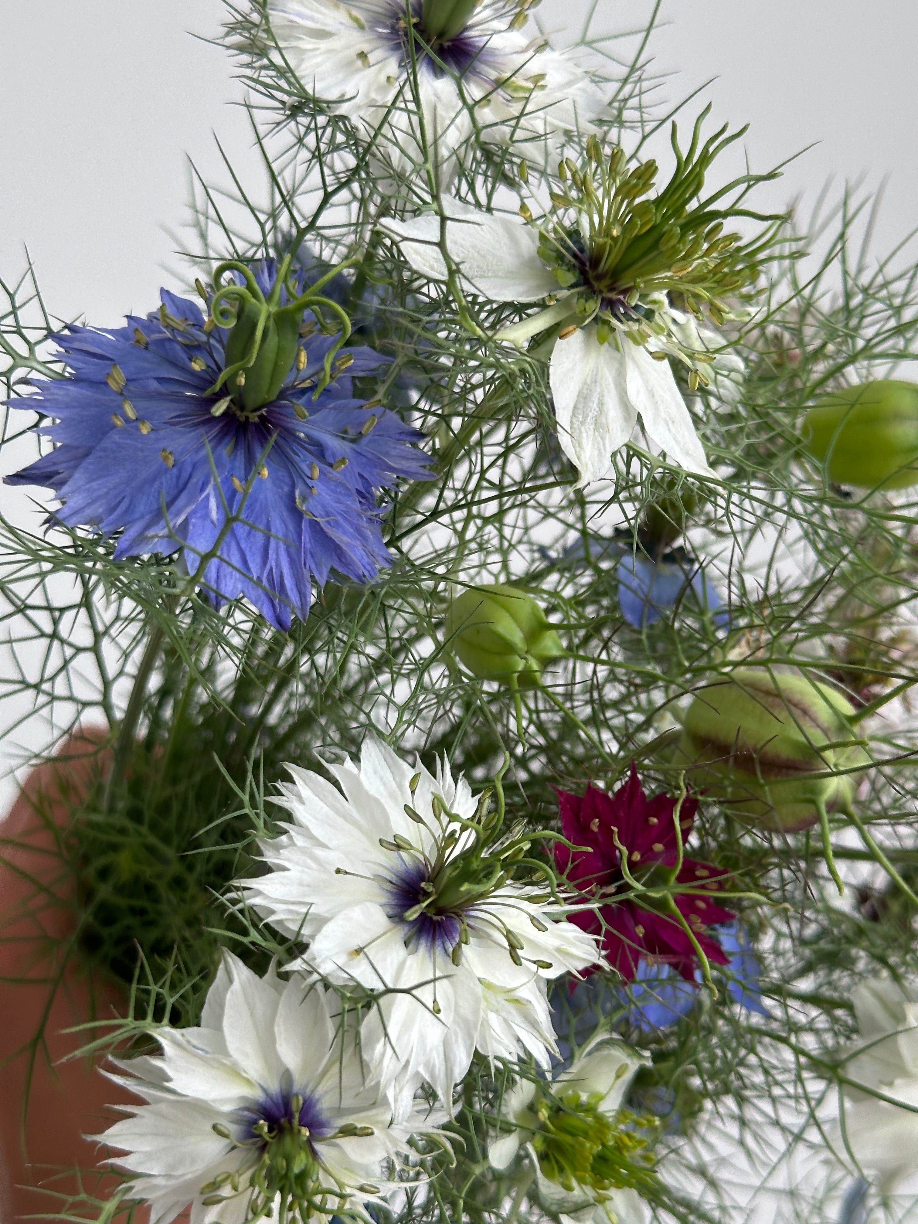 Nigella Persian Jewel Mixed