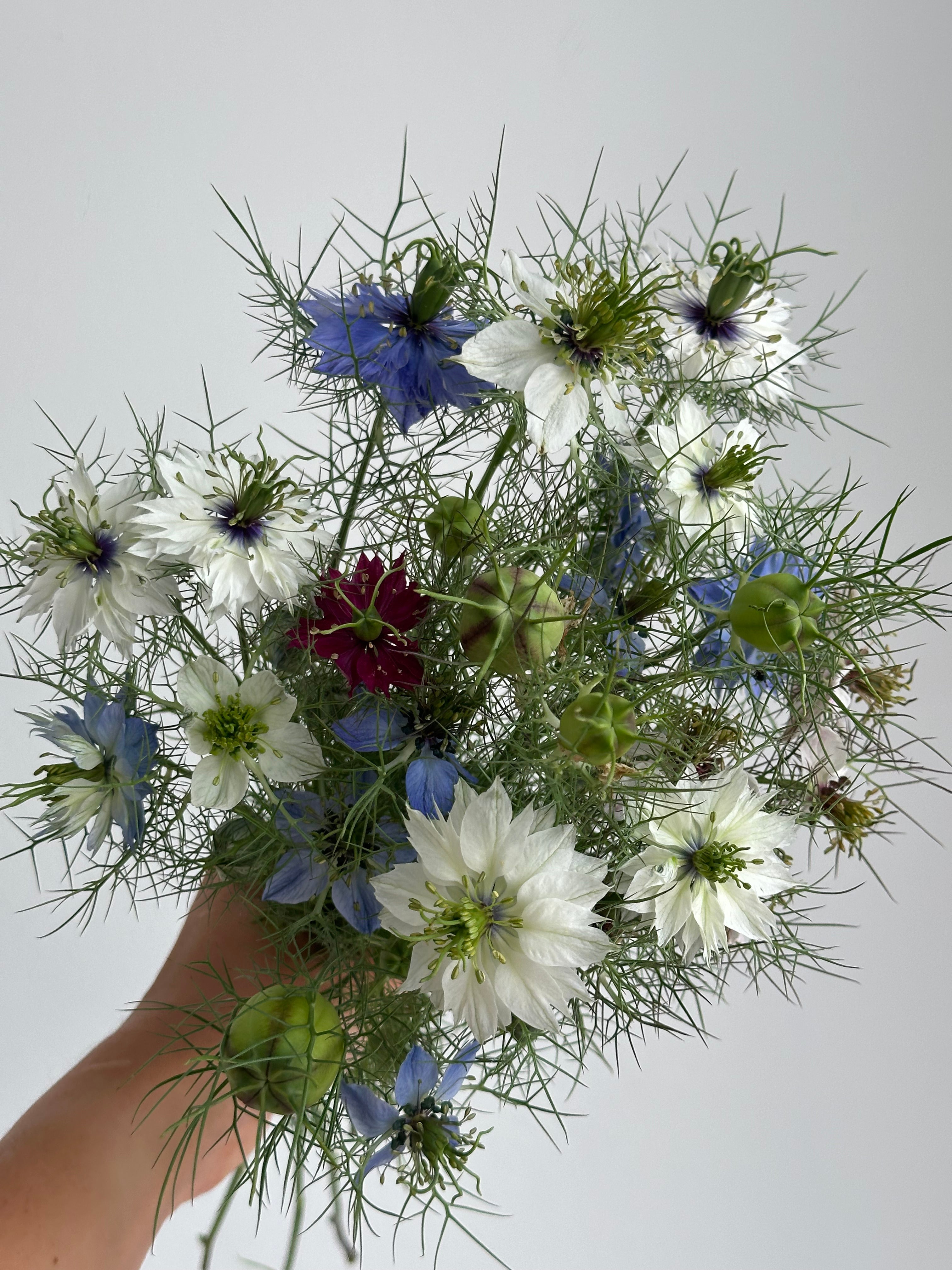 Nigella Persian Jewel Mixed