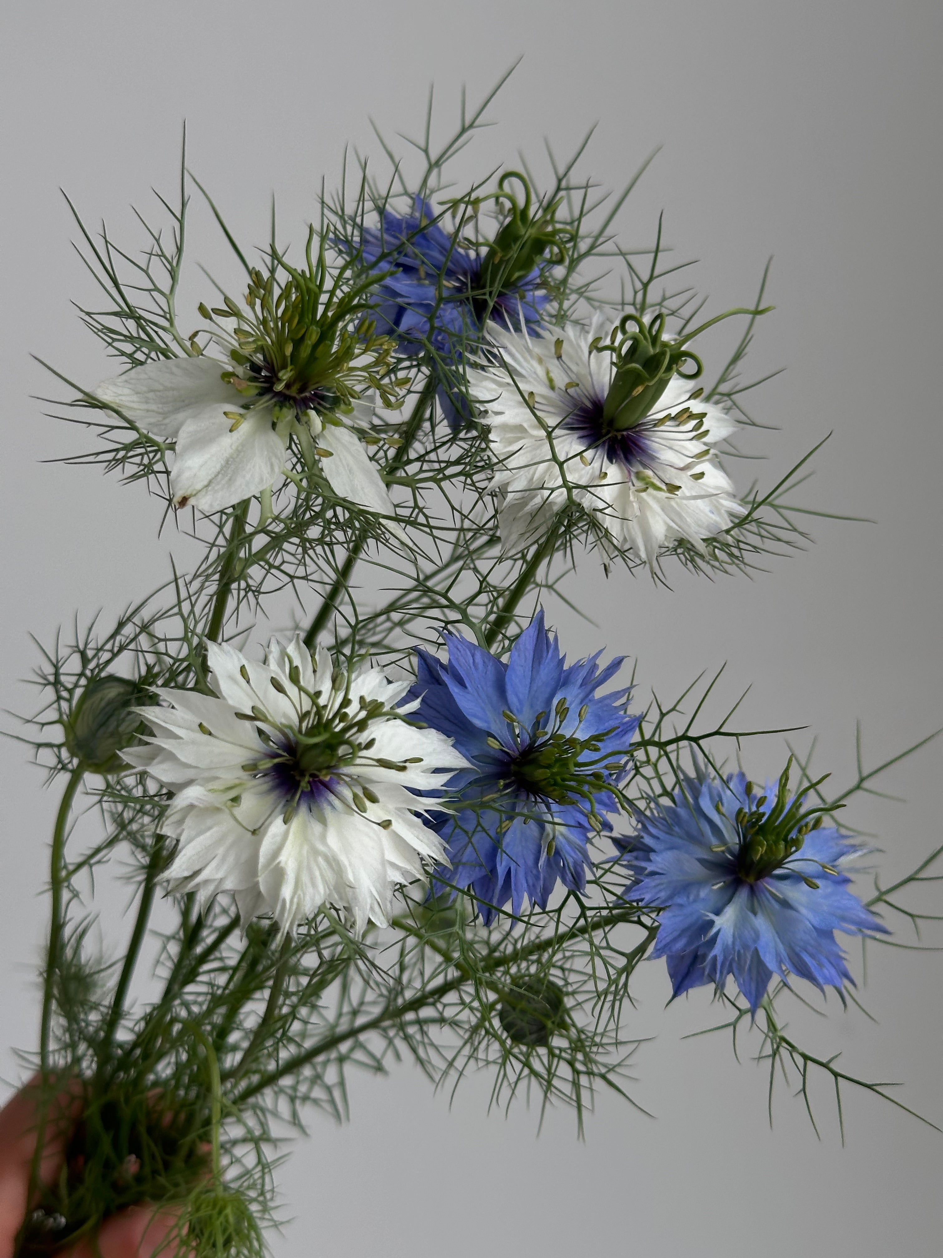 Nigella Persian Jewel Mixed