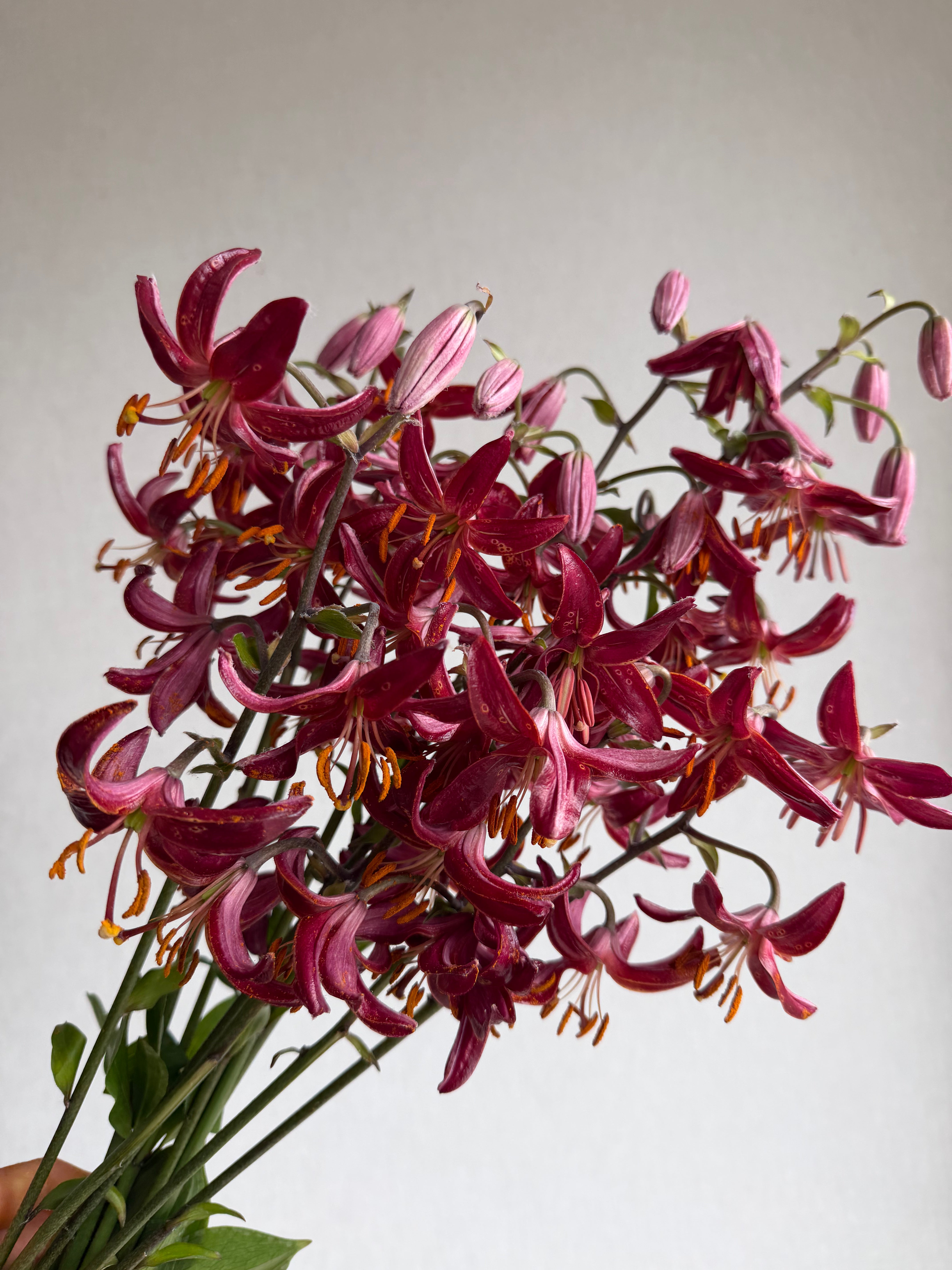 Martagon Lily Claude Shride
