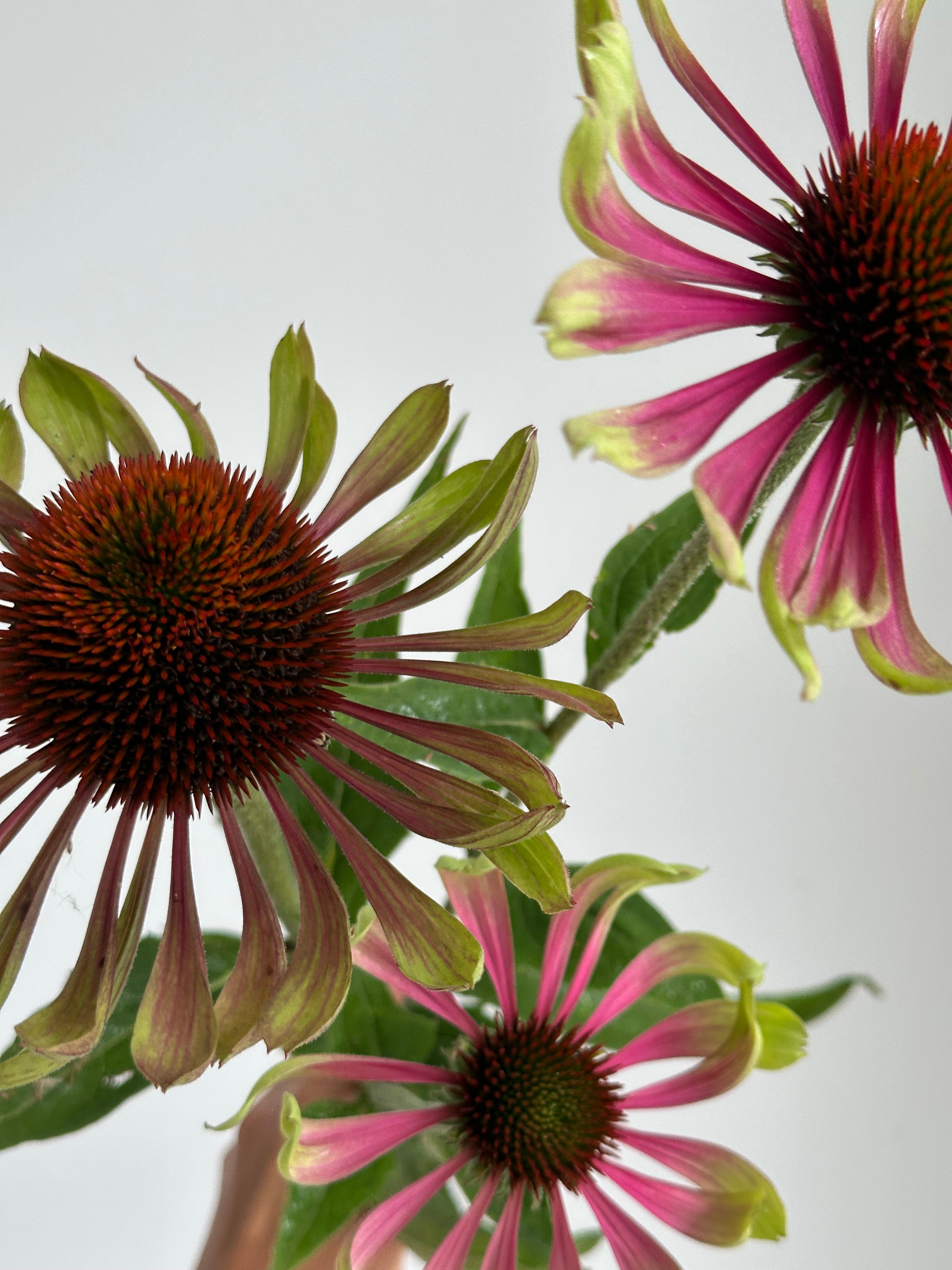 Echinacea purpurea Green Twister