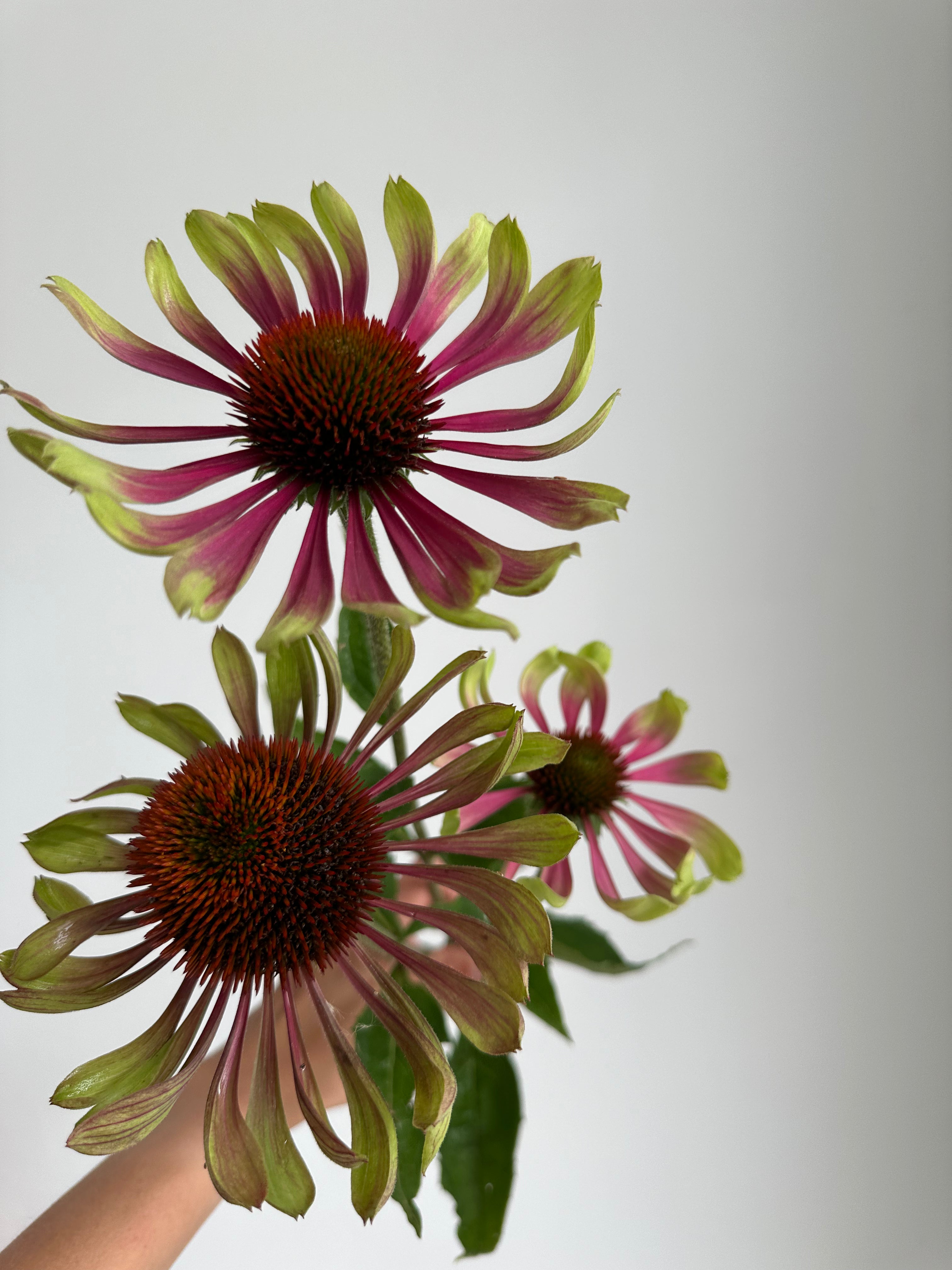 Echinacea purpurea Green Twister