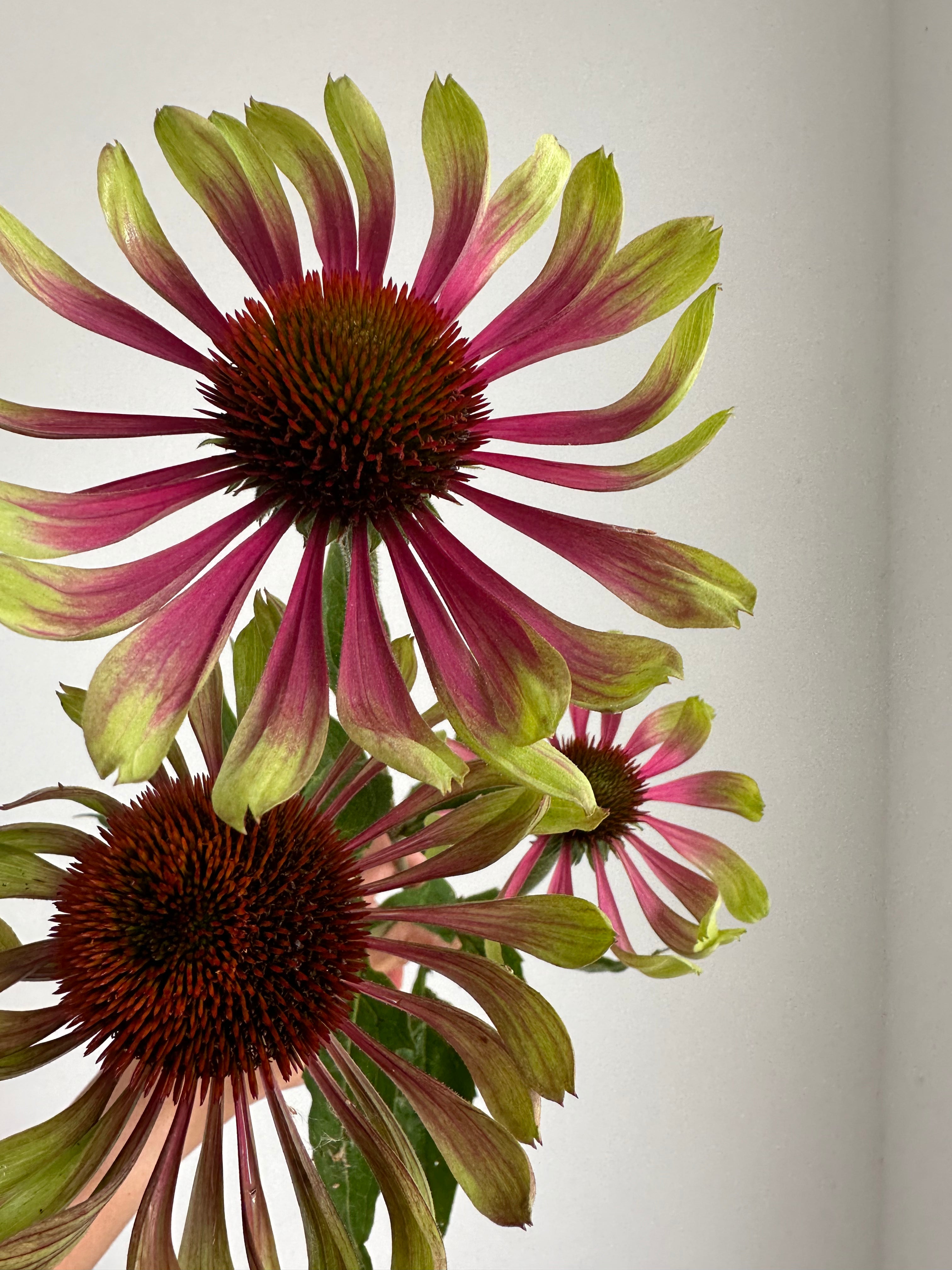 Echinacea purpurea Green Twister