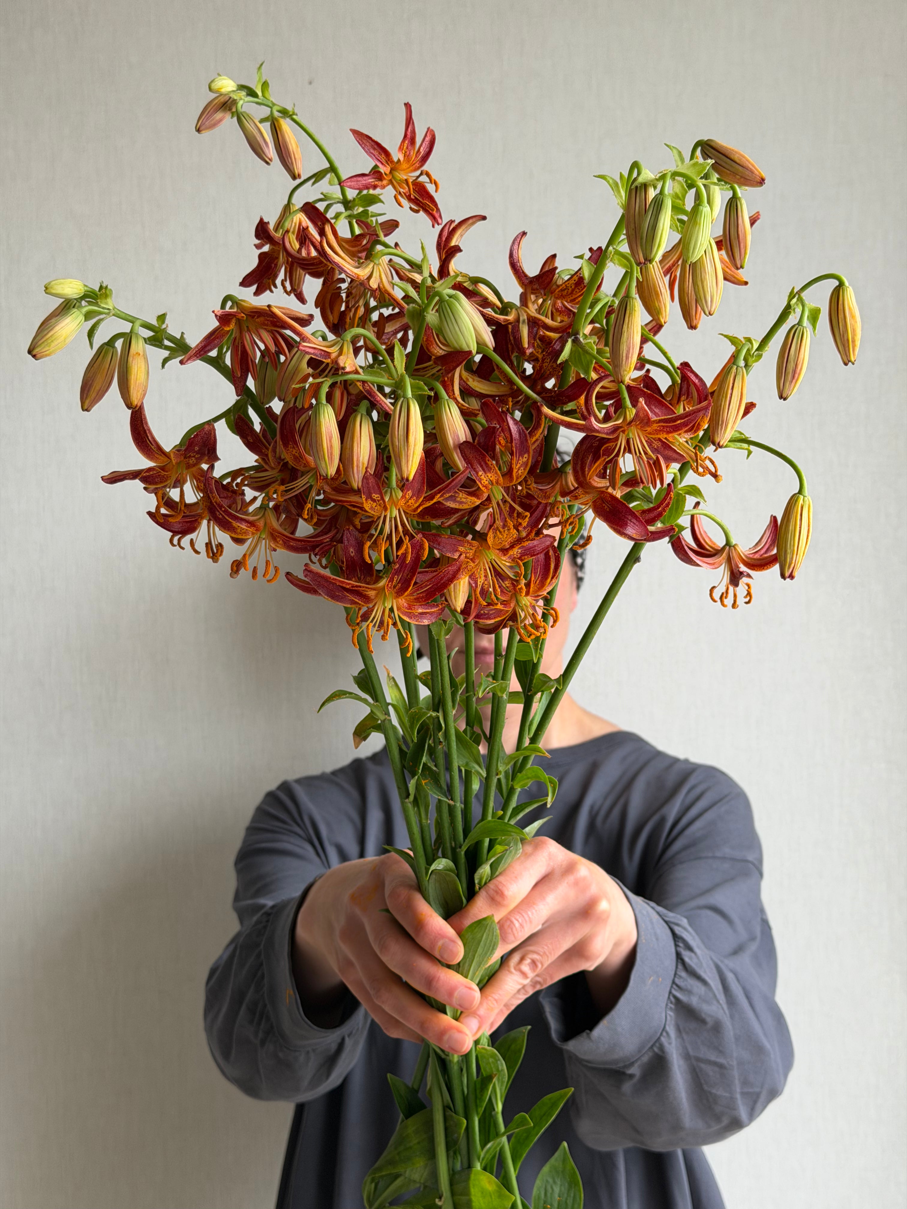 Martagon Lily Arabian Knight