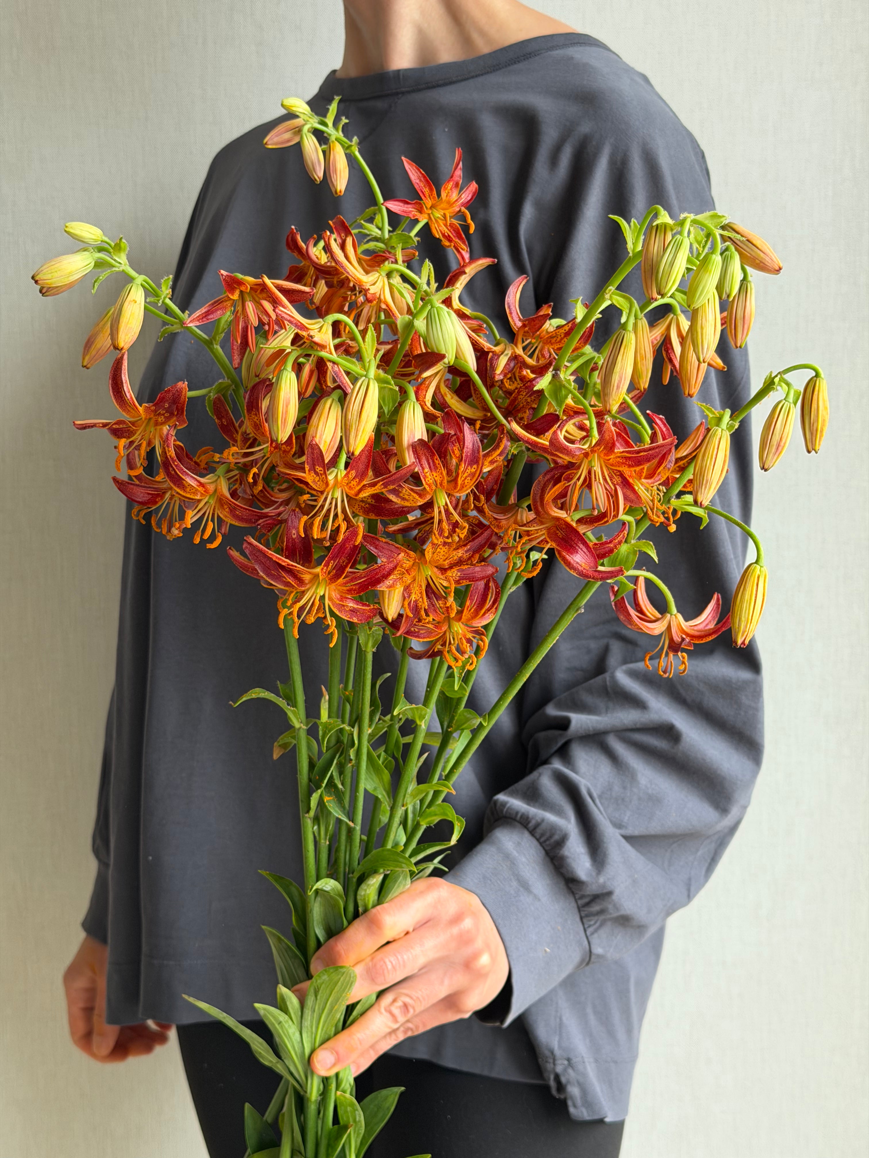 Martagon Lily Arabian Knight
