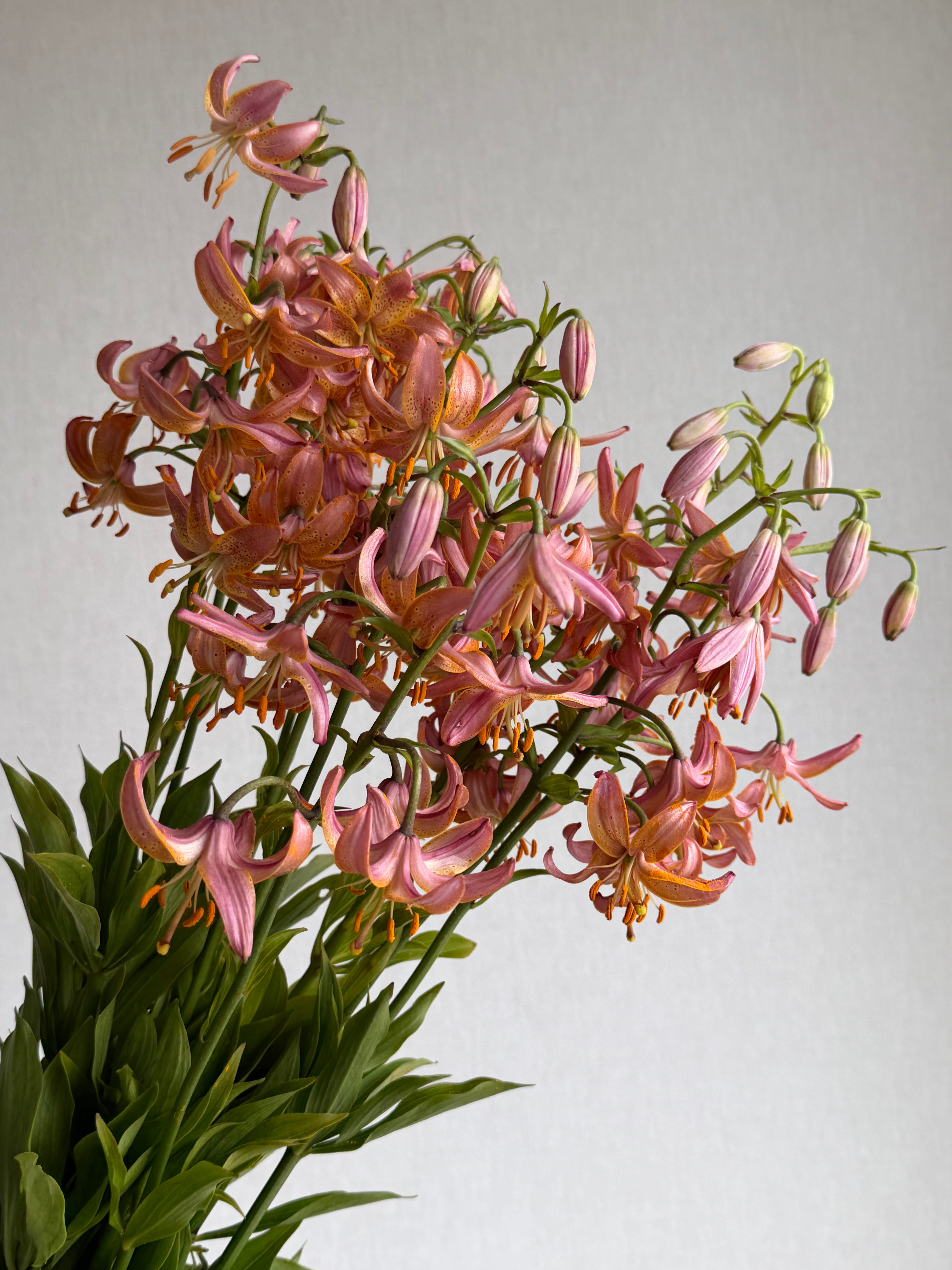 Martagon Lily Fairy Morning