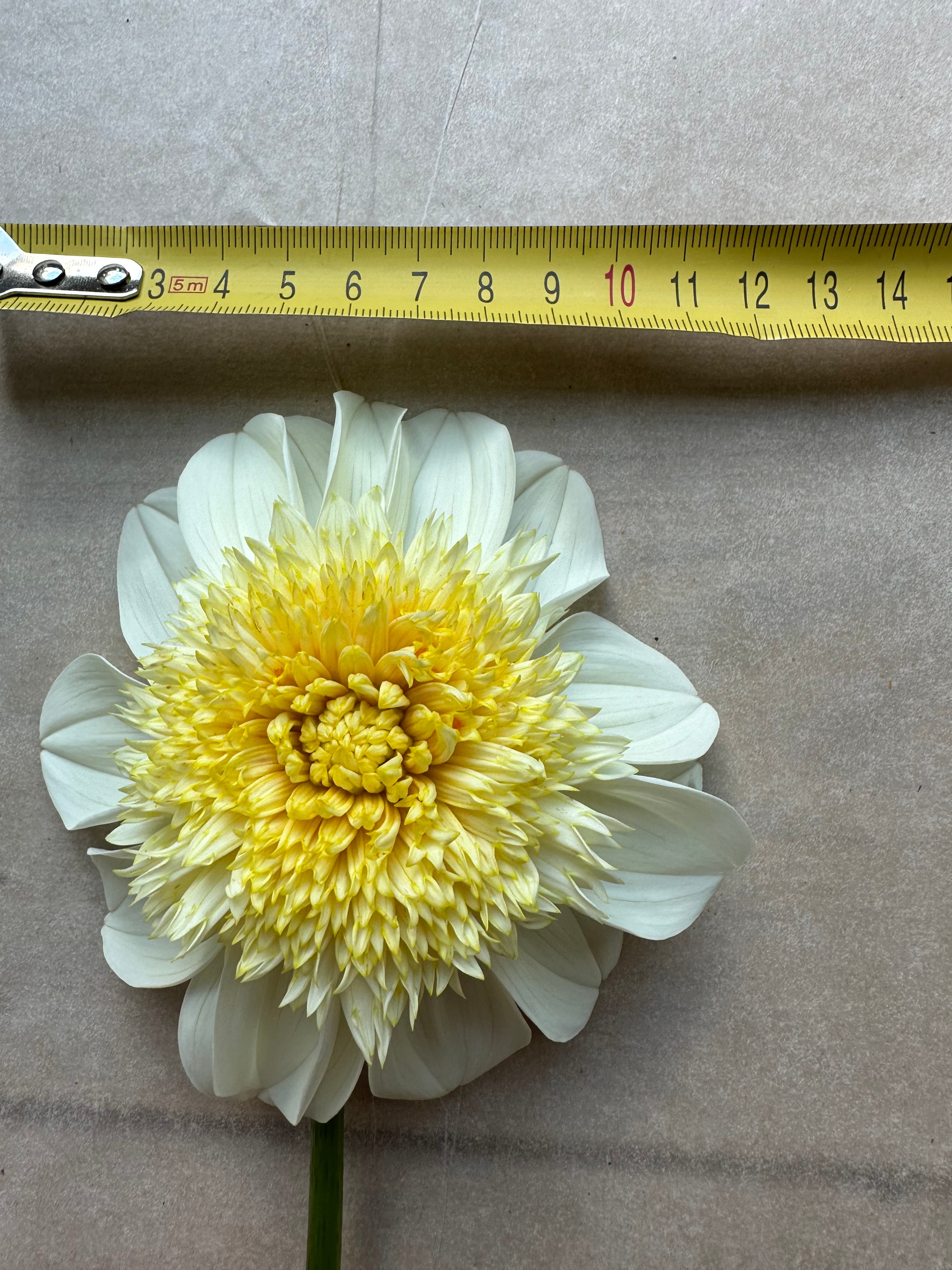 Dahlia Platinum Blond / Fluffy Flower