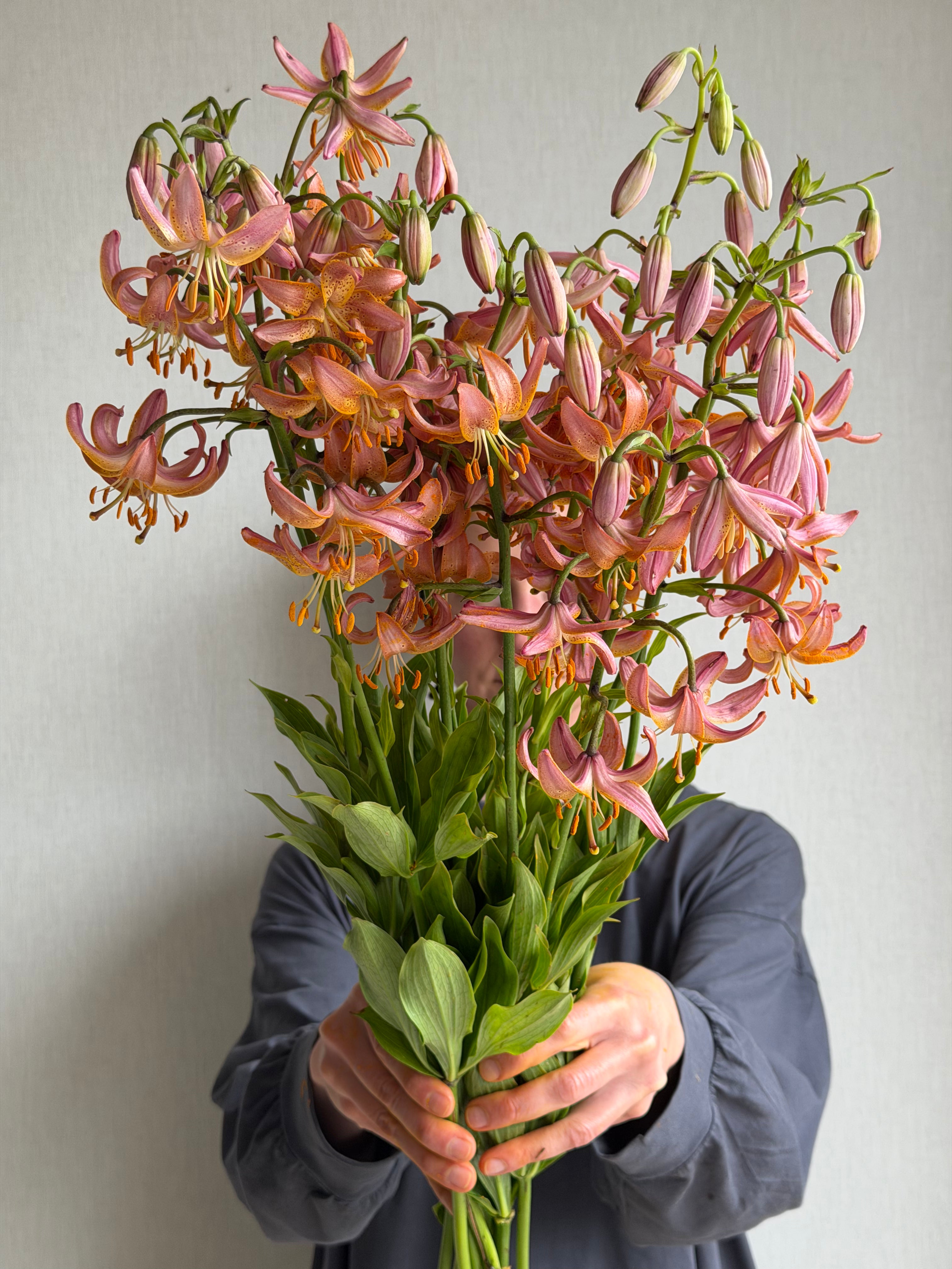 Martagon Lily Fairy Morning