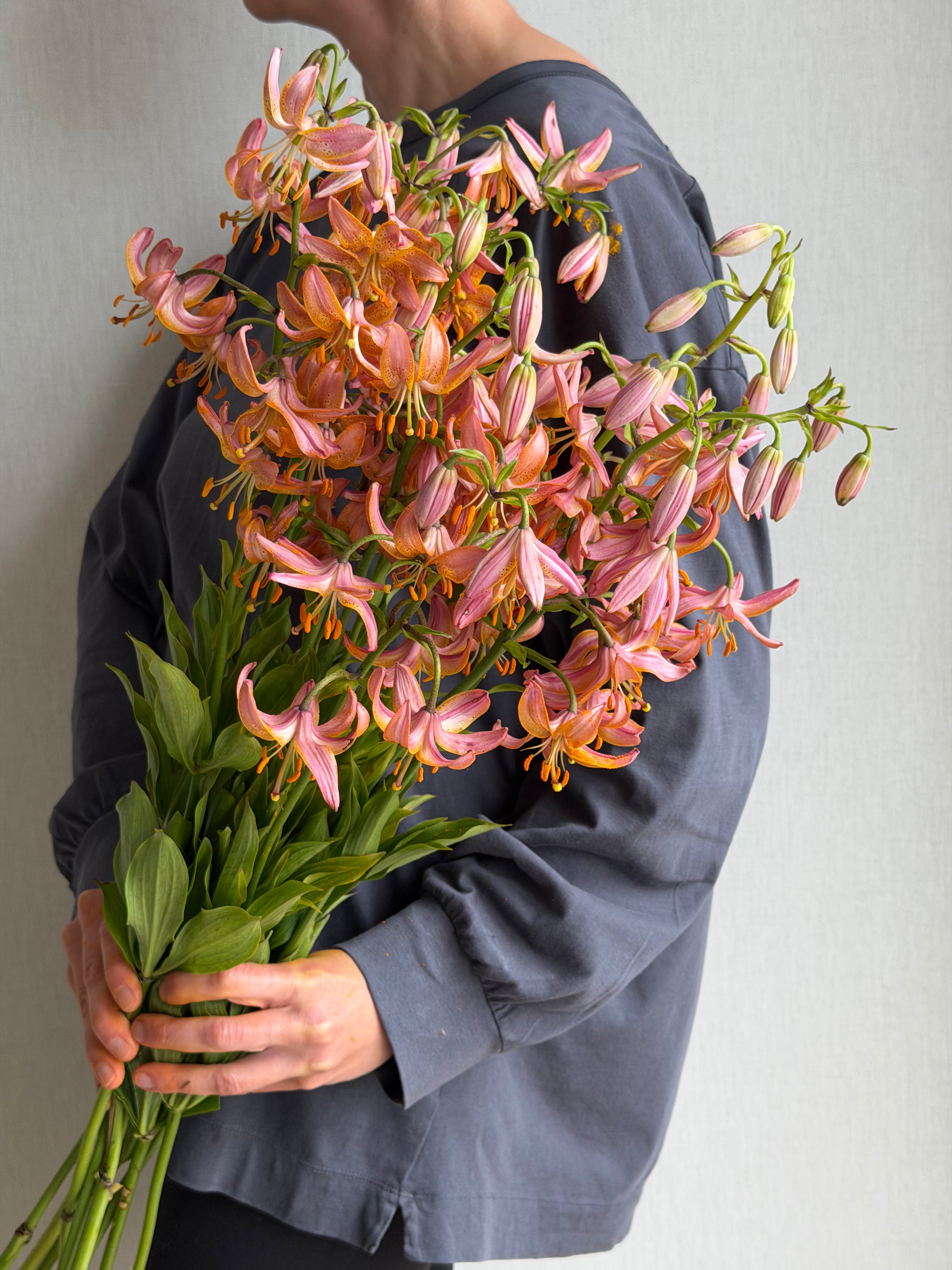 Martagon Lily Fairy Morning