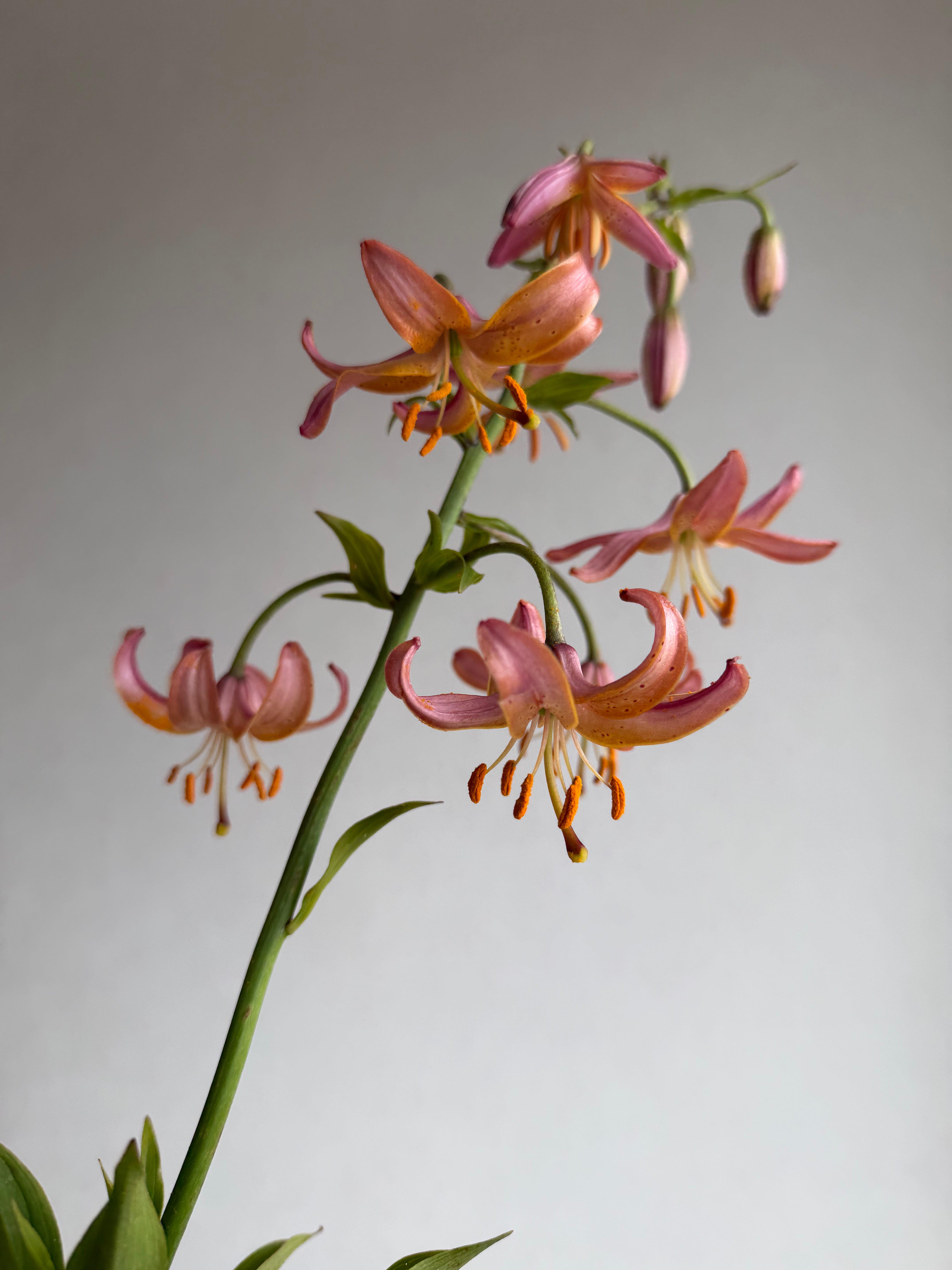 Martagon Lily Fairy Morning