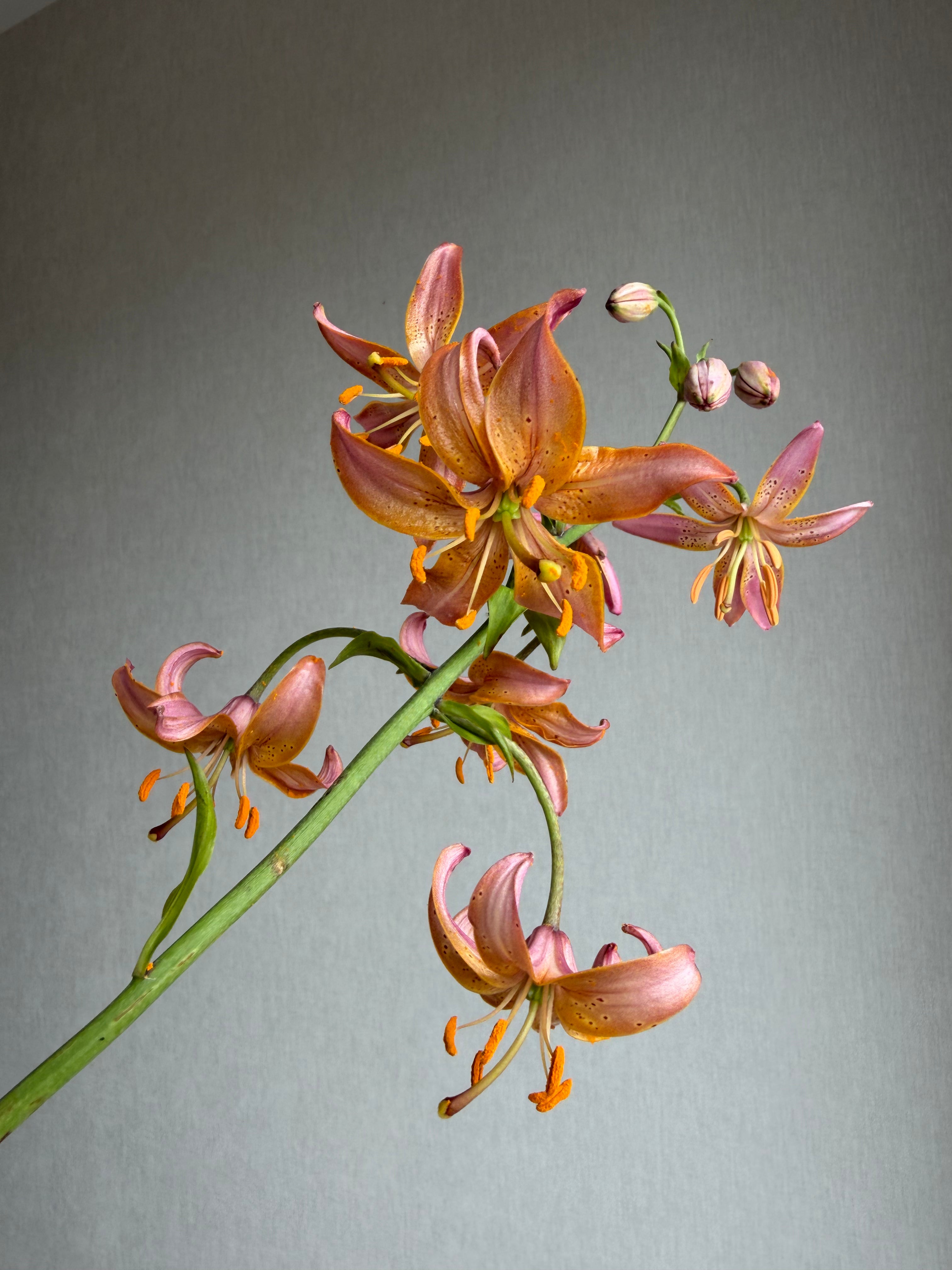 Martagon Lily Fairy Morning