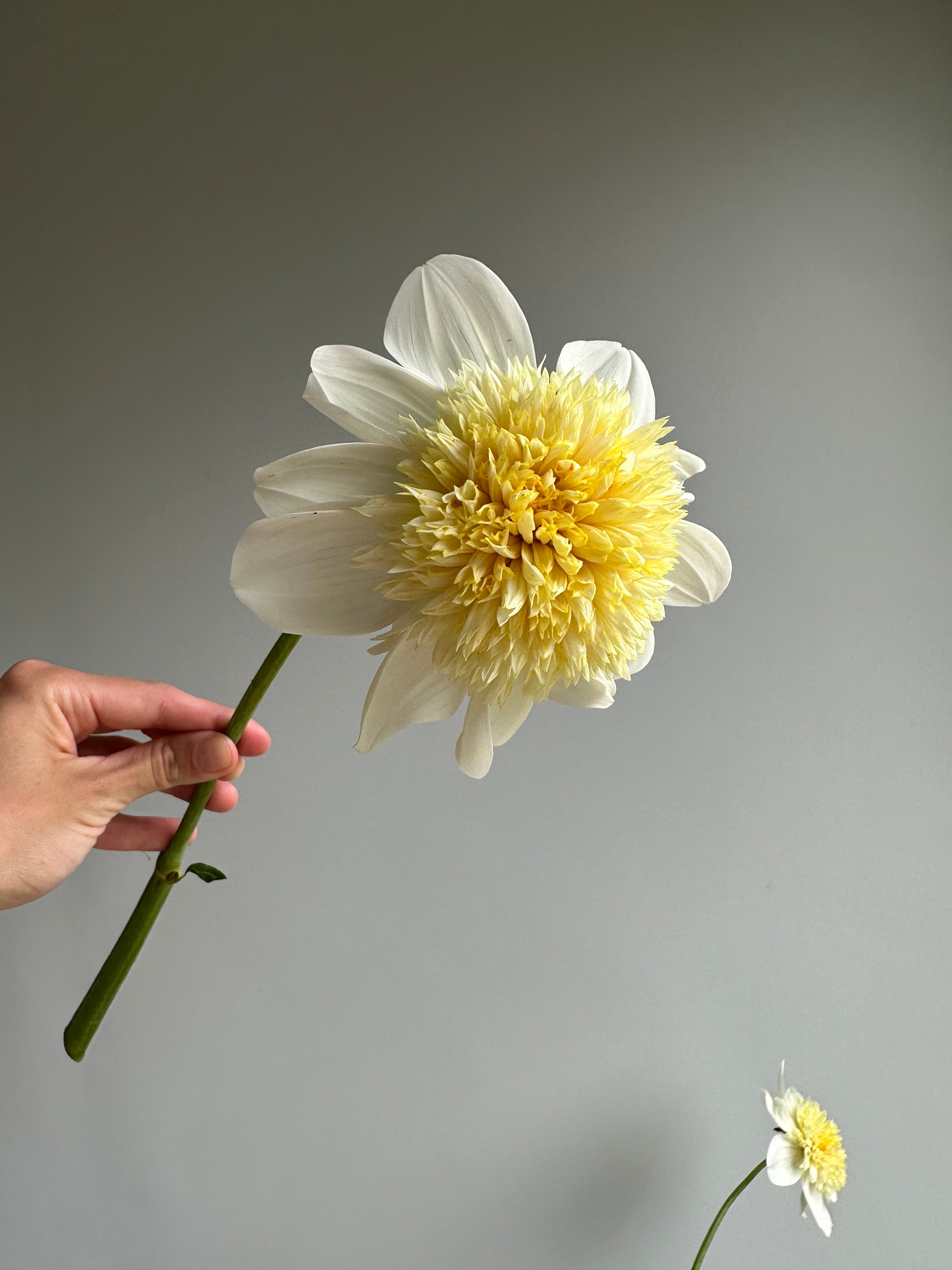Dahlia Platinum Blonde/ Fluffy Flower