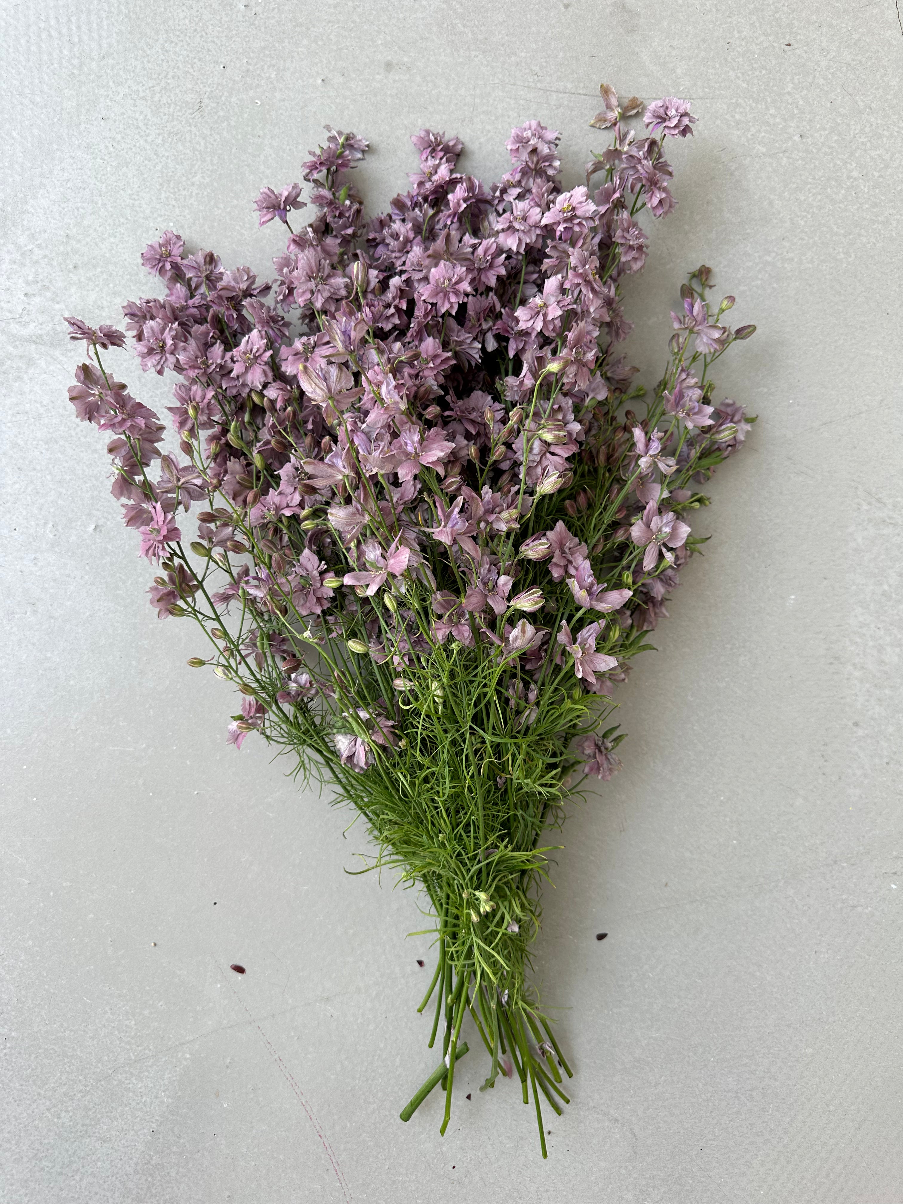 Larkspur Misty Lavander