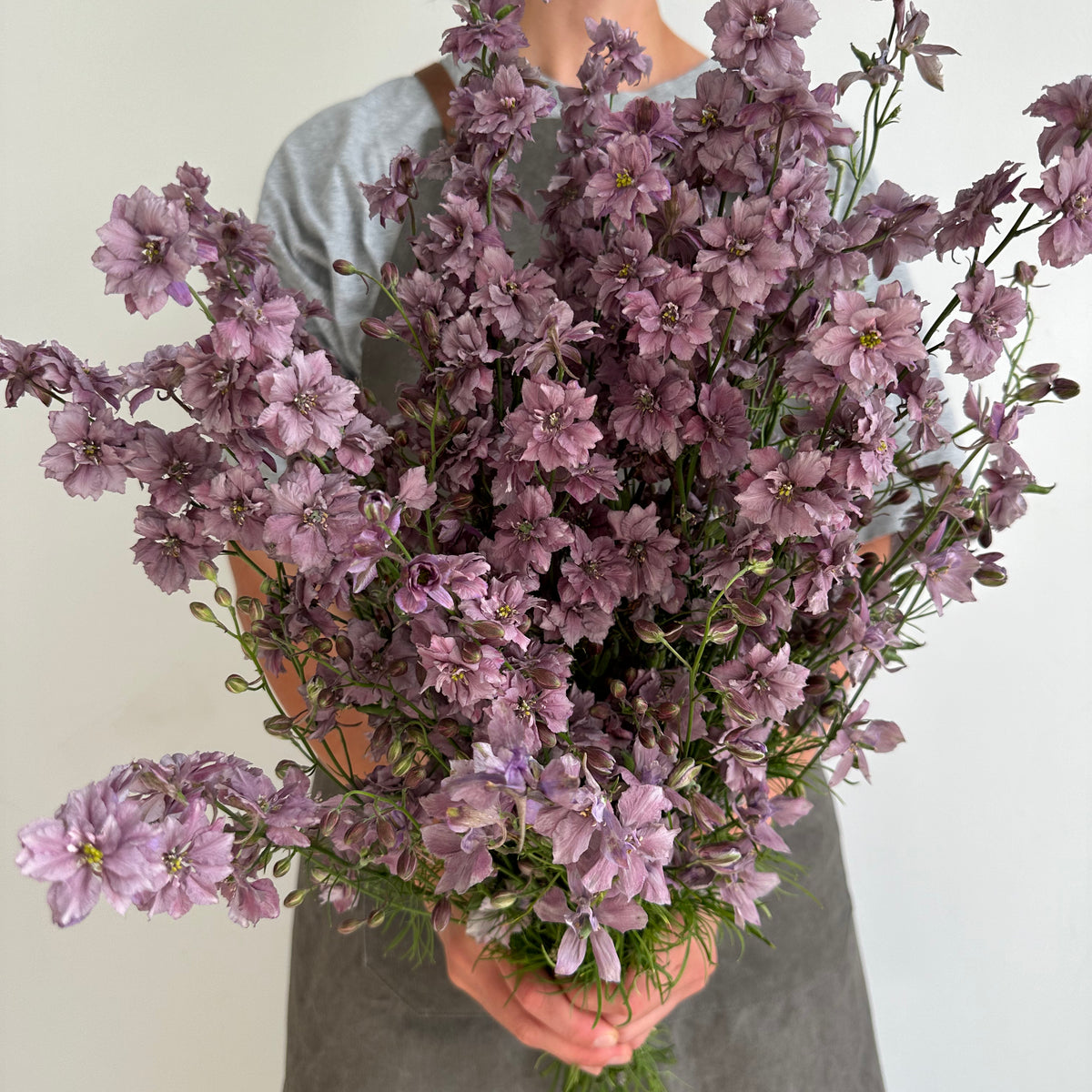 larkspur misty lavender seeds Larkspur Misty Lavander