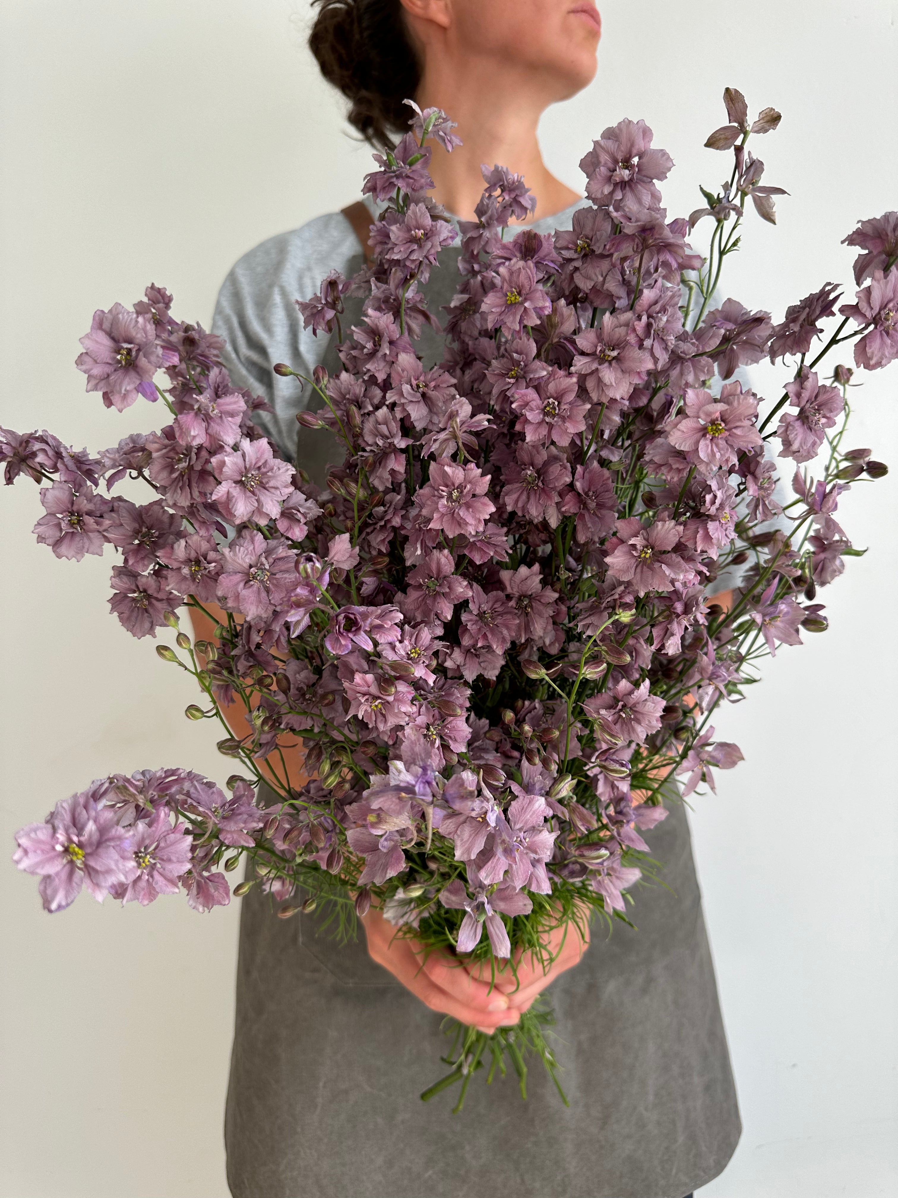 Larkspur Misty Lavander