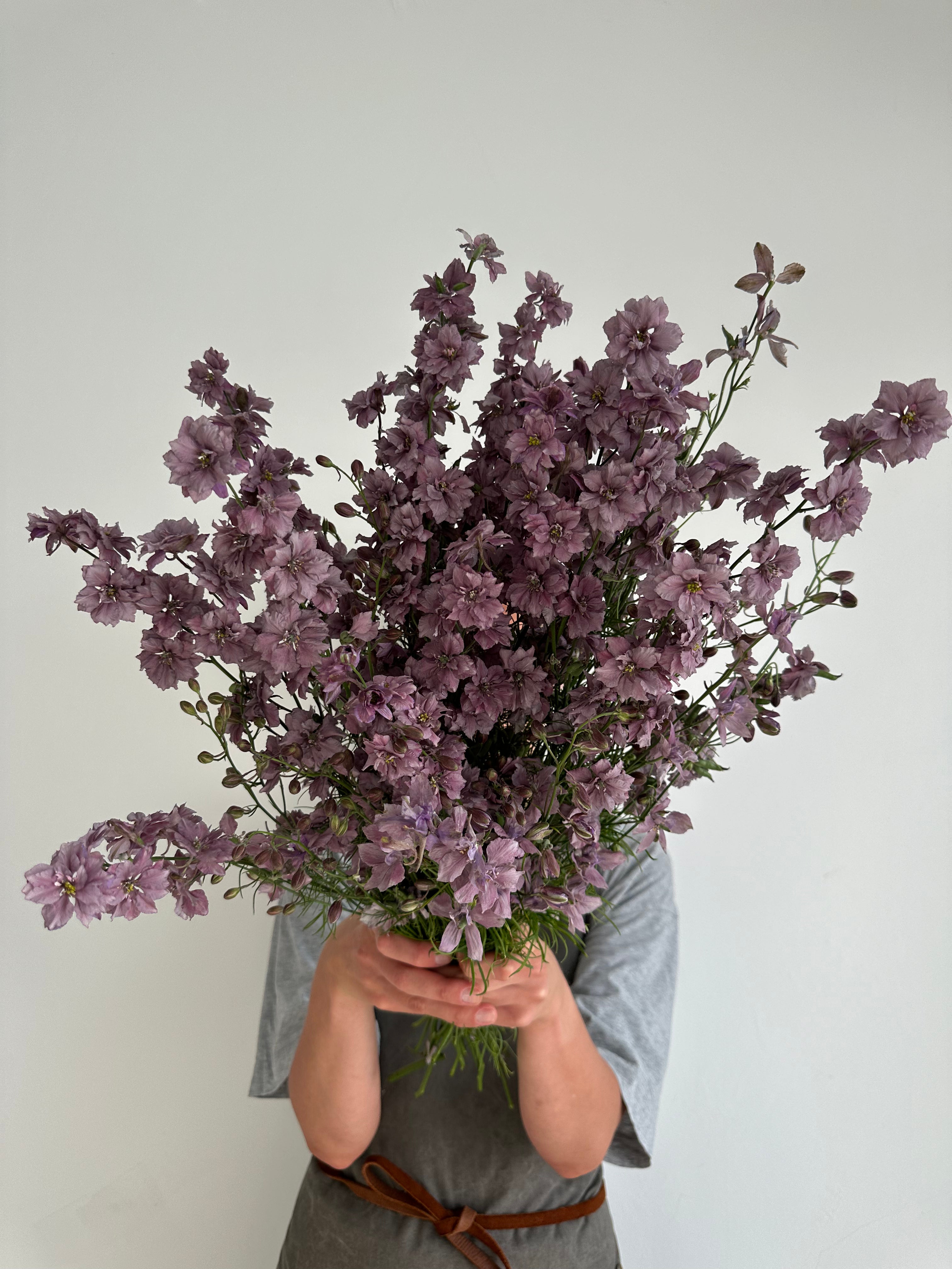 Larkspur Misty Lavander