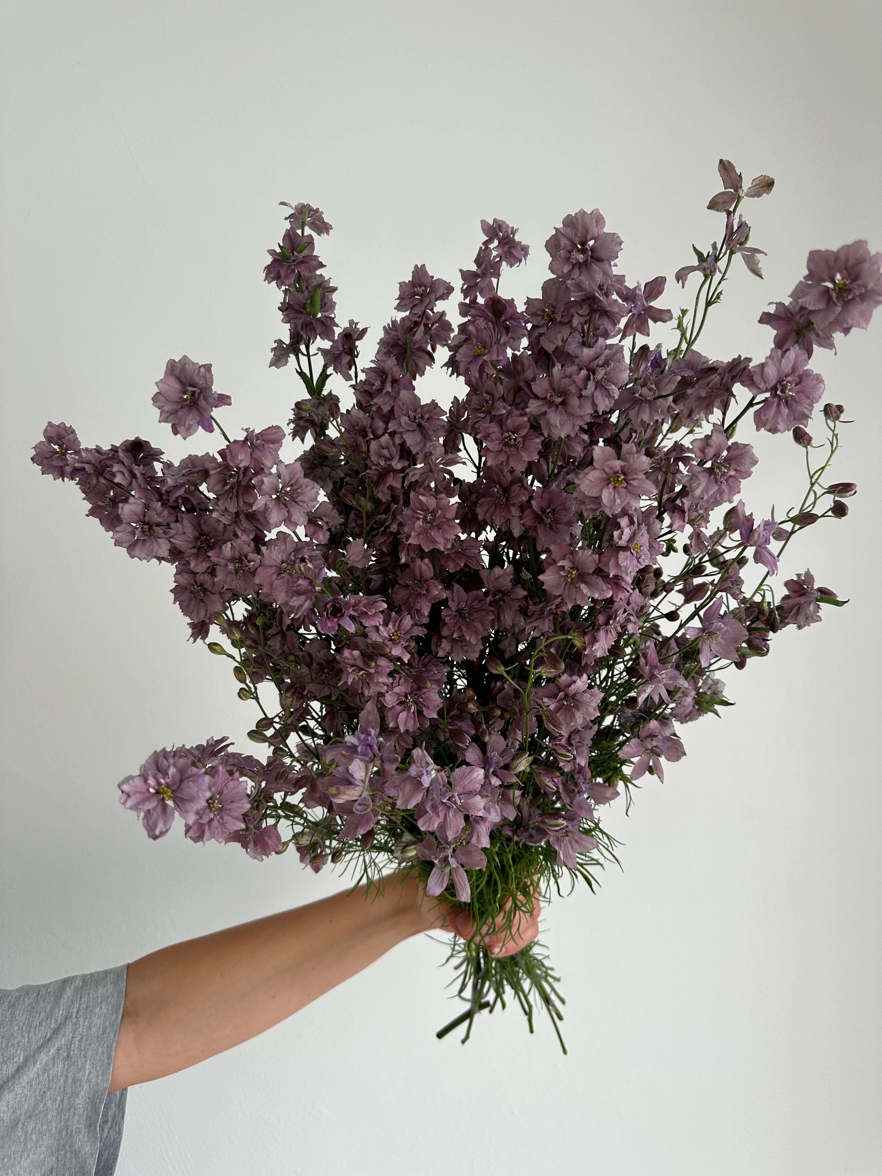 Larkspur Misty Lavander