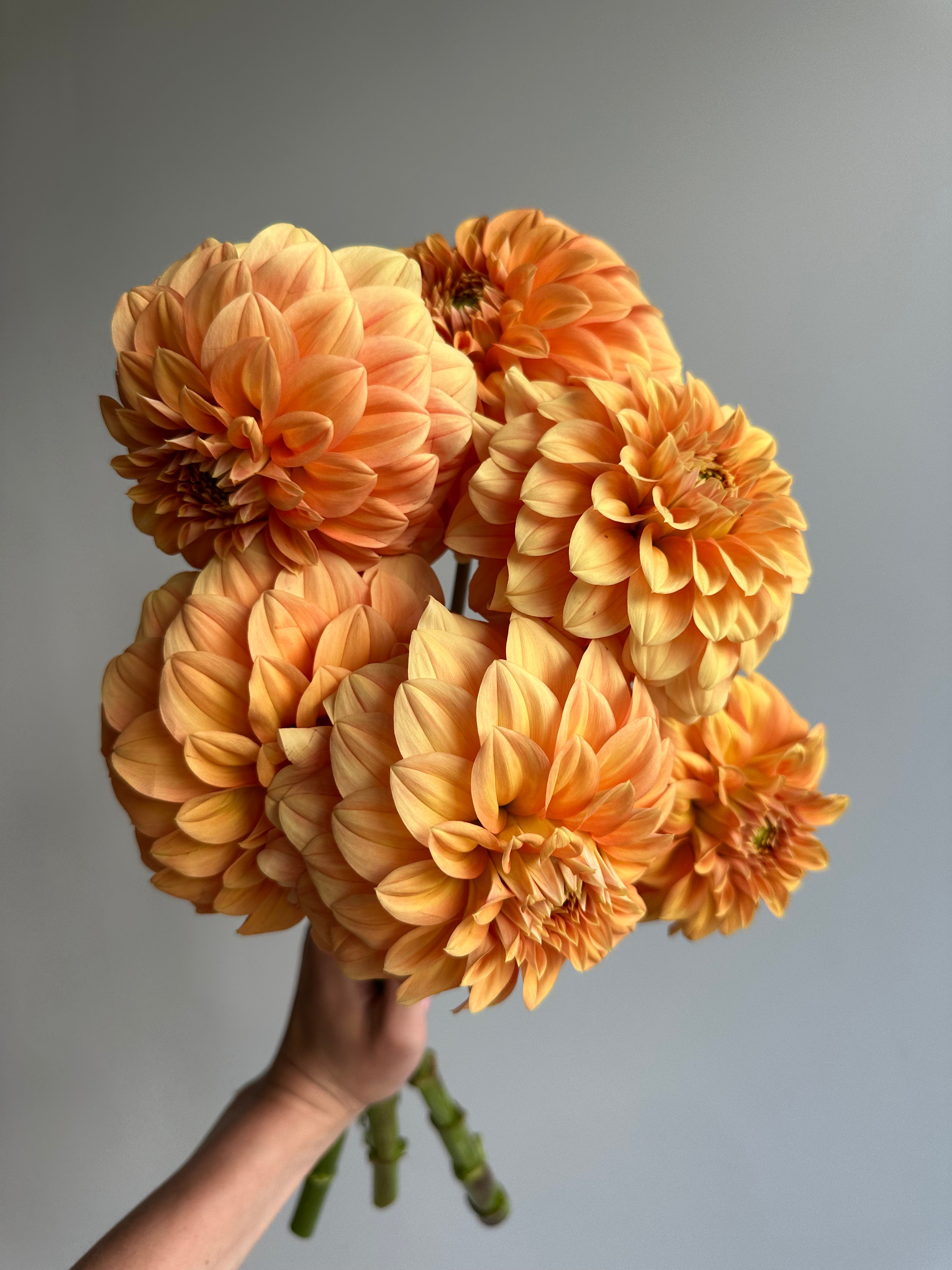 Dahlia Garden Jubilee