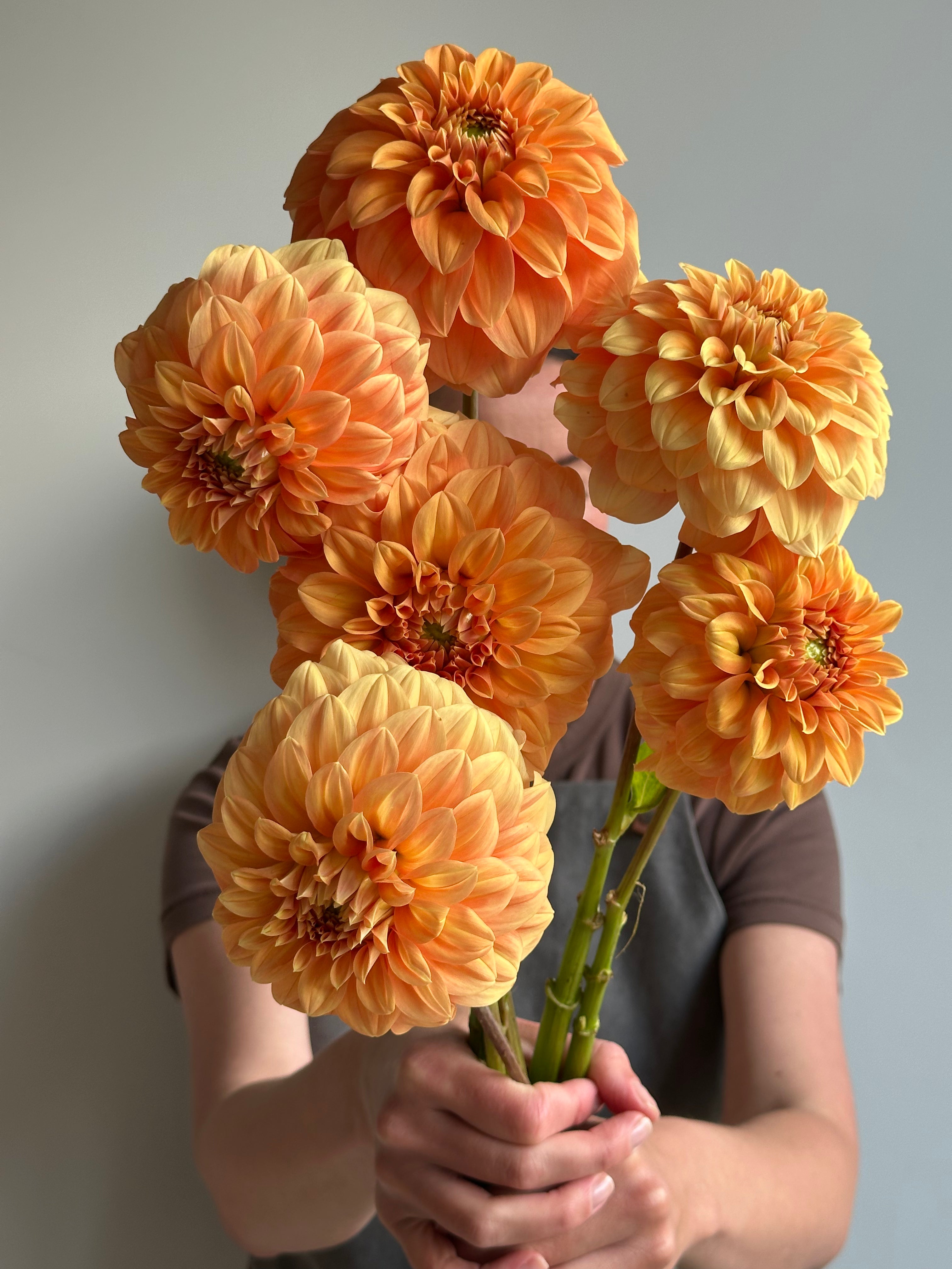 Dahlia Garden Jubilee