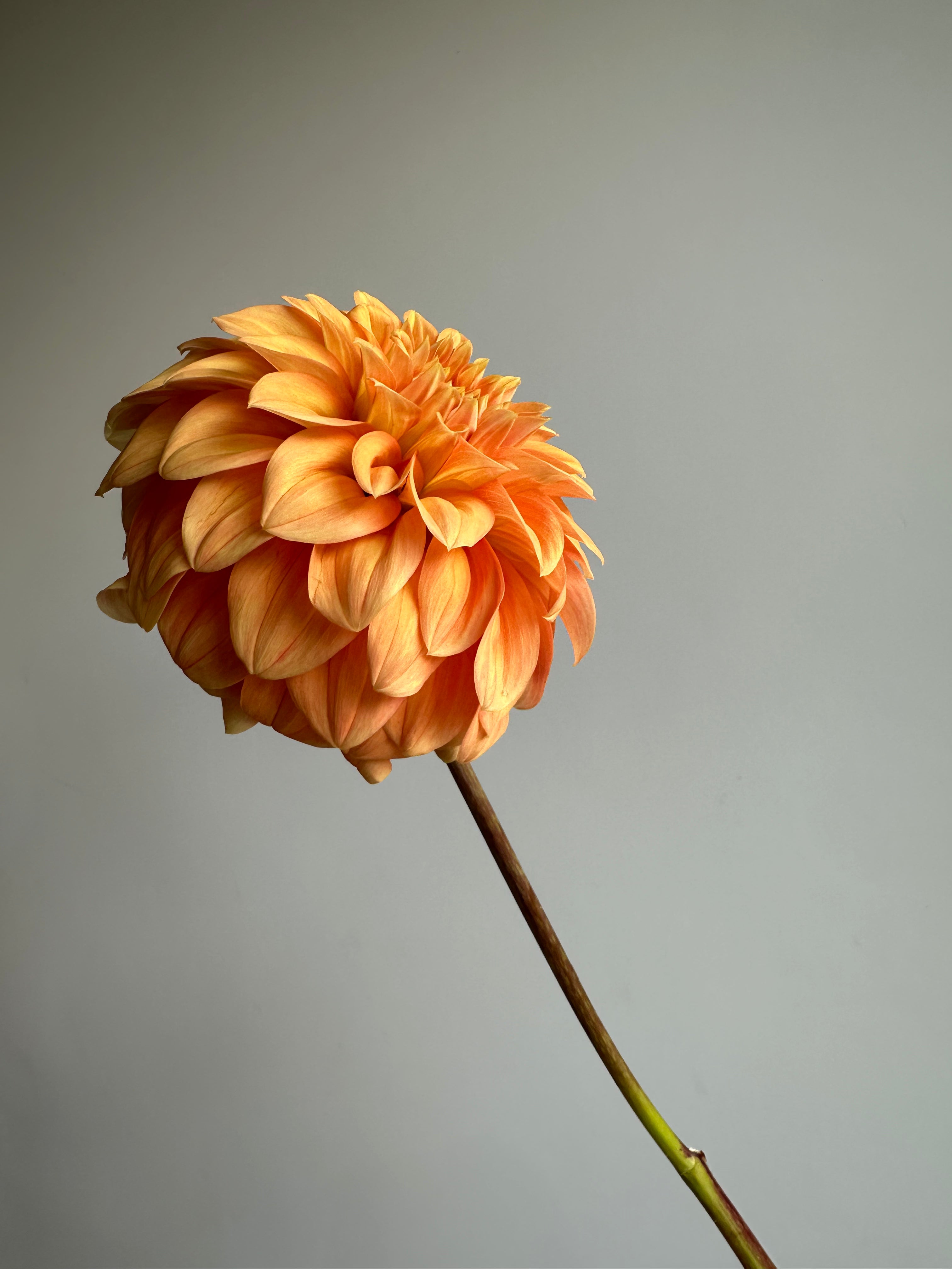 Dahlia Garden Jubilee