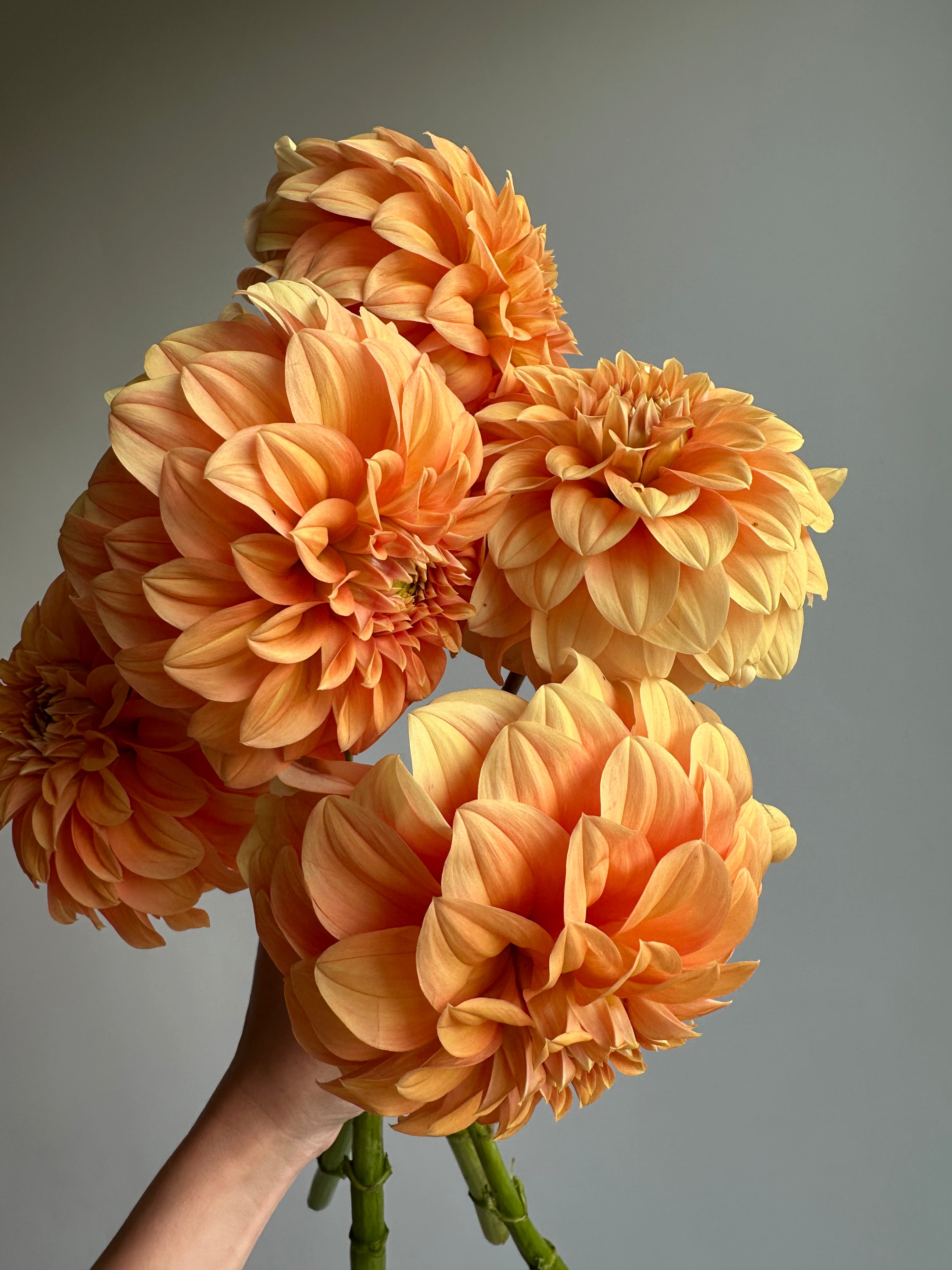 Dahlia Garden Jubilee