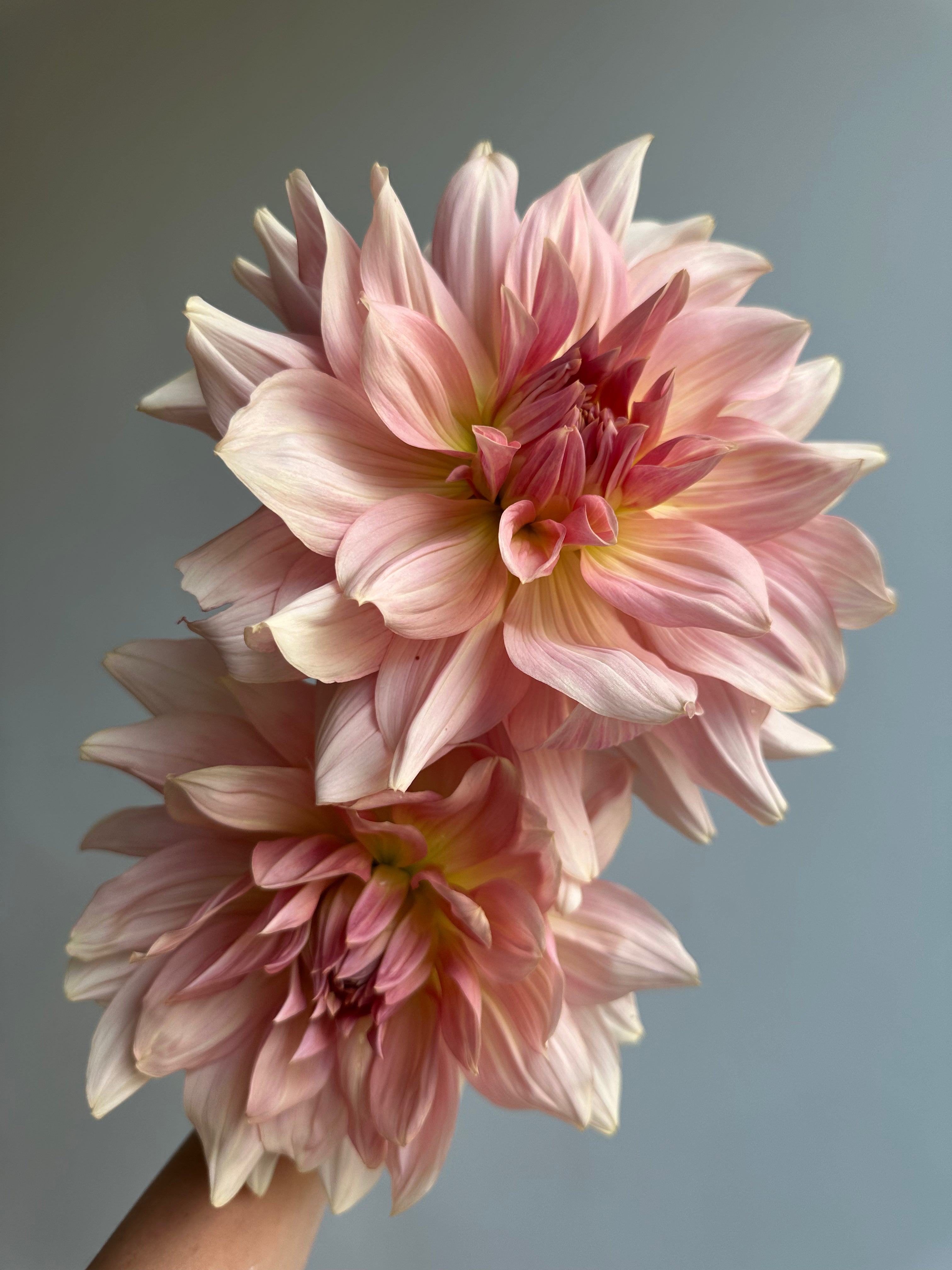 Dahlia Fairway Pilot