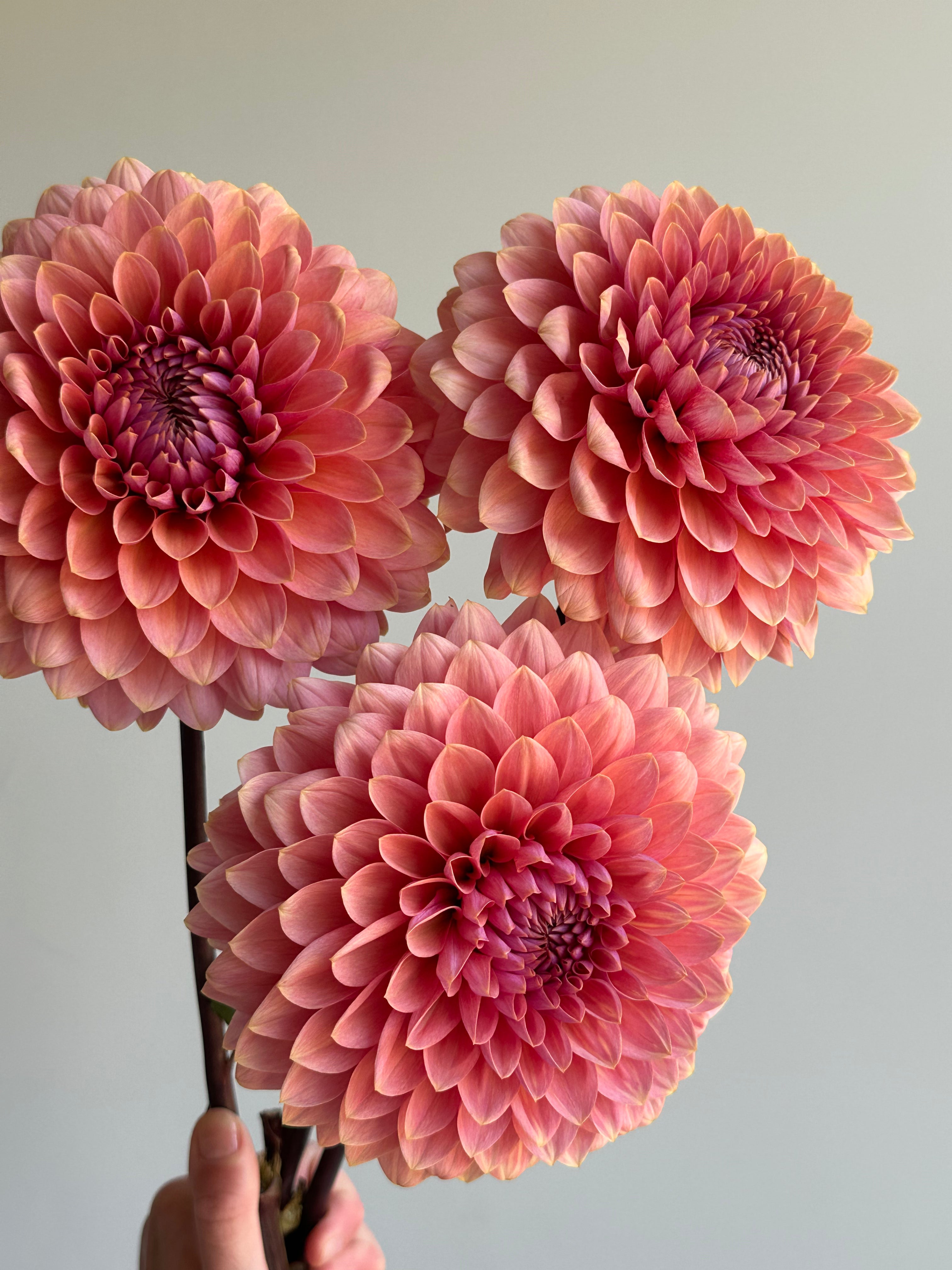 Dahlia Sweet Sanne