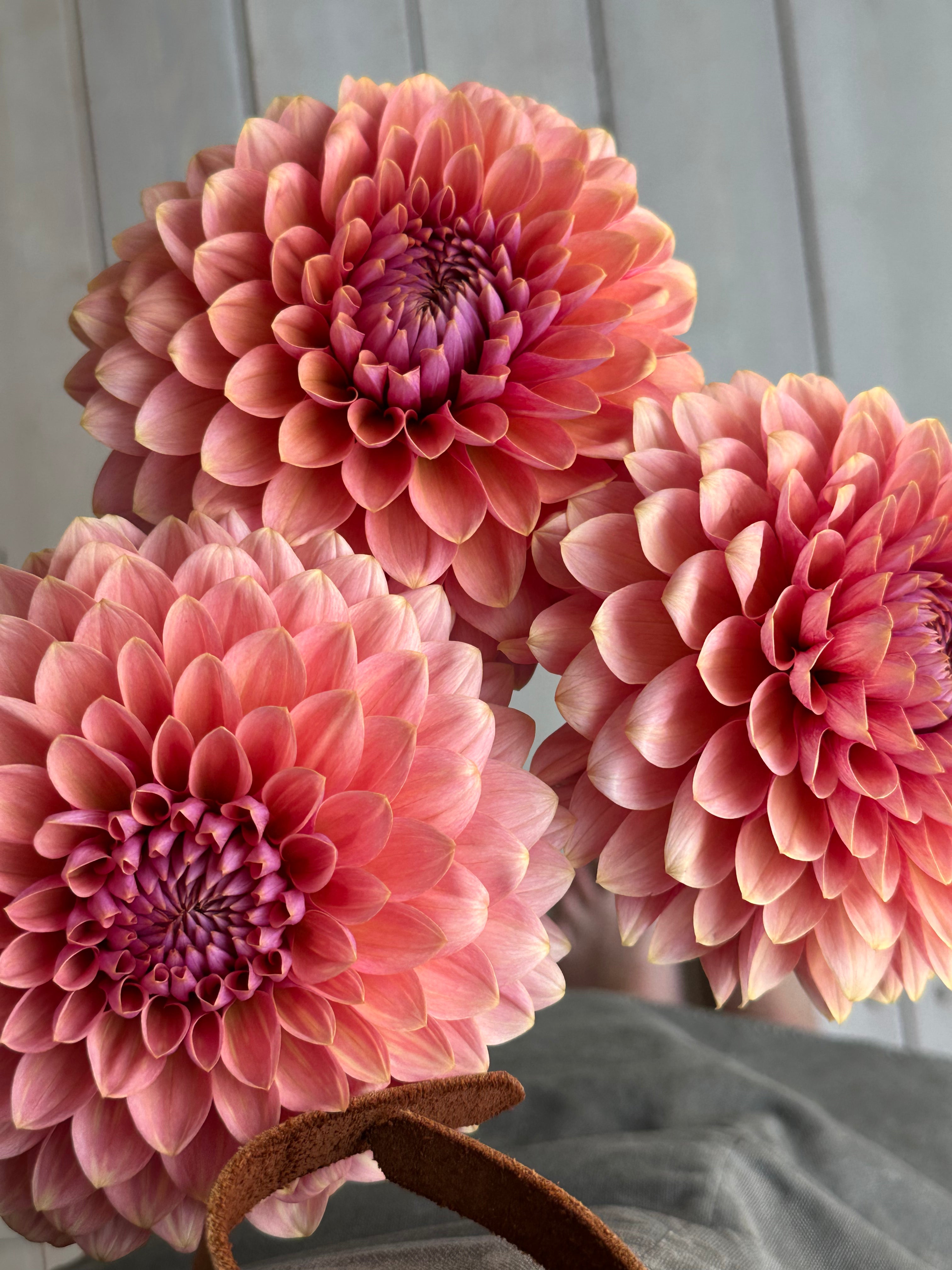 Dahlia Sweet Sanne