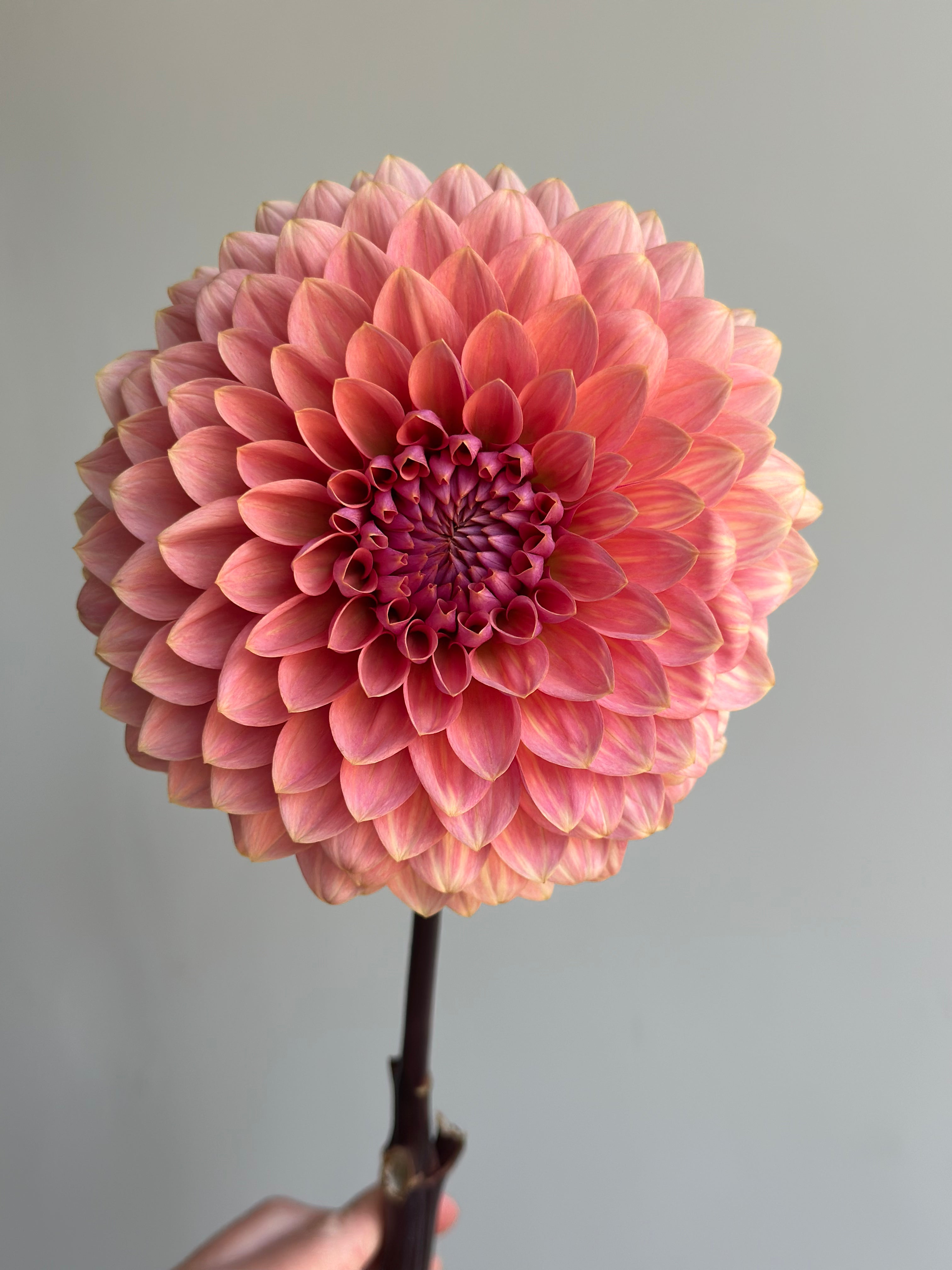 Dahlia Sweet Sanne