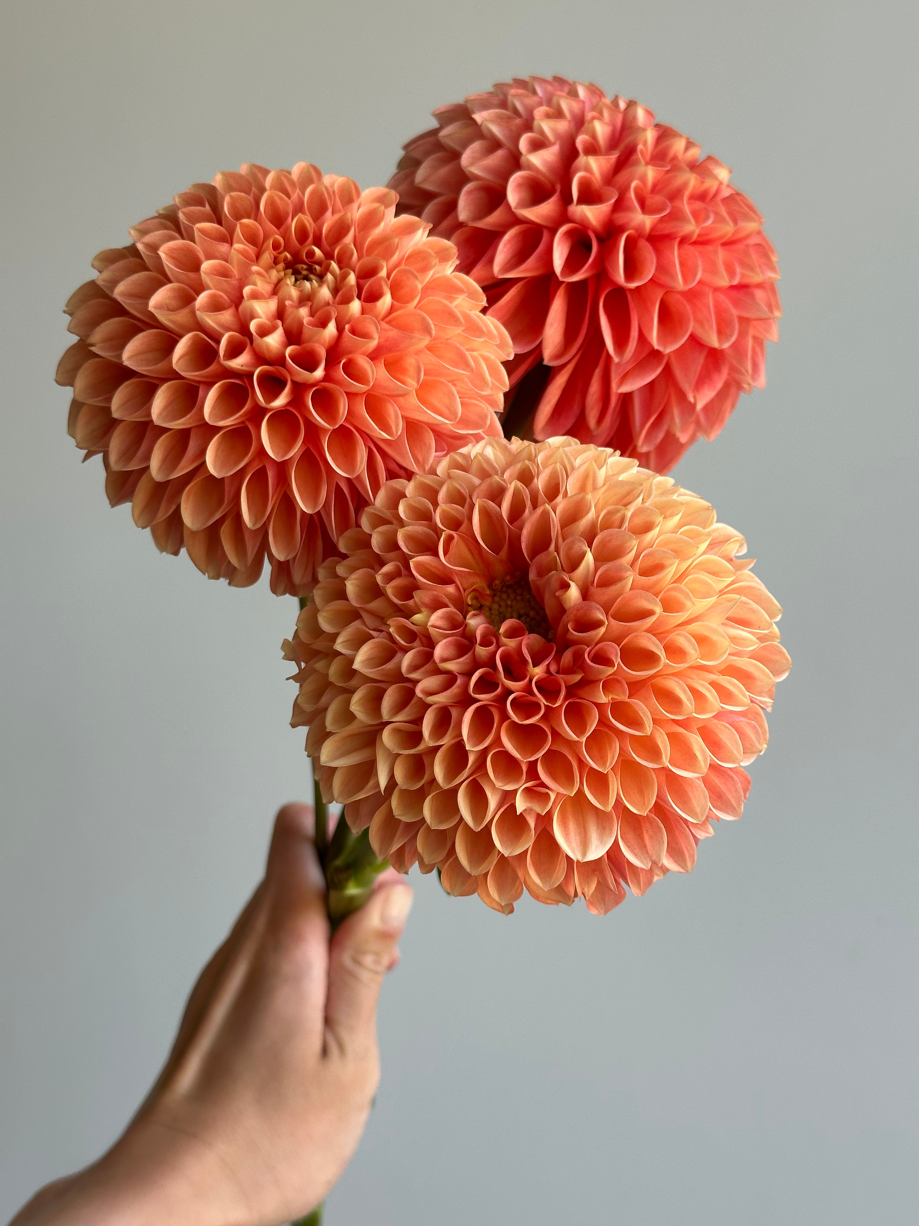 Dahlia Jowey Linda